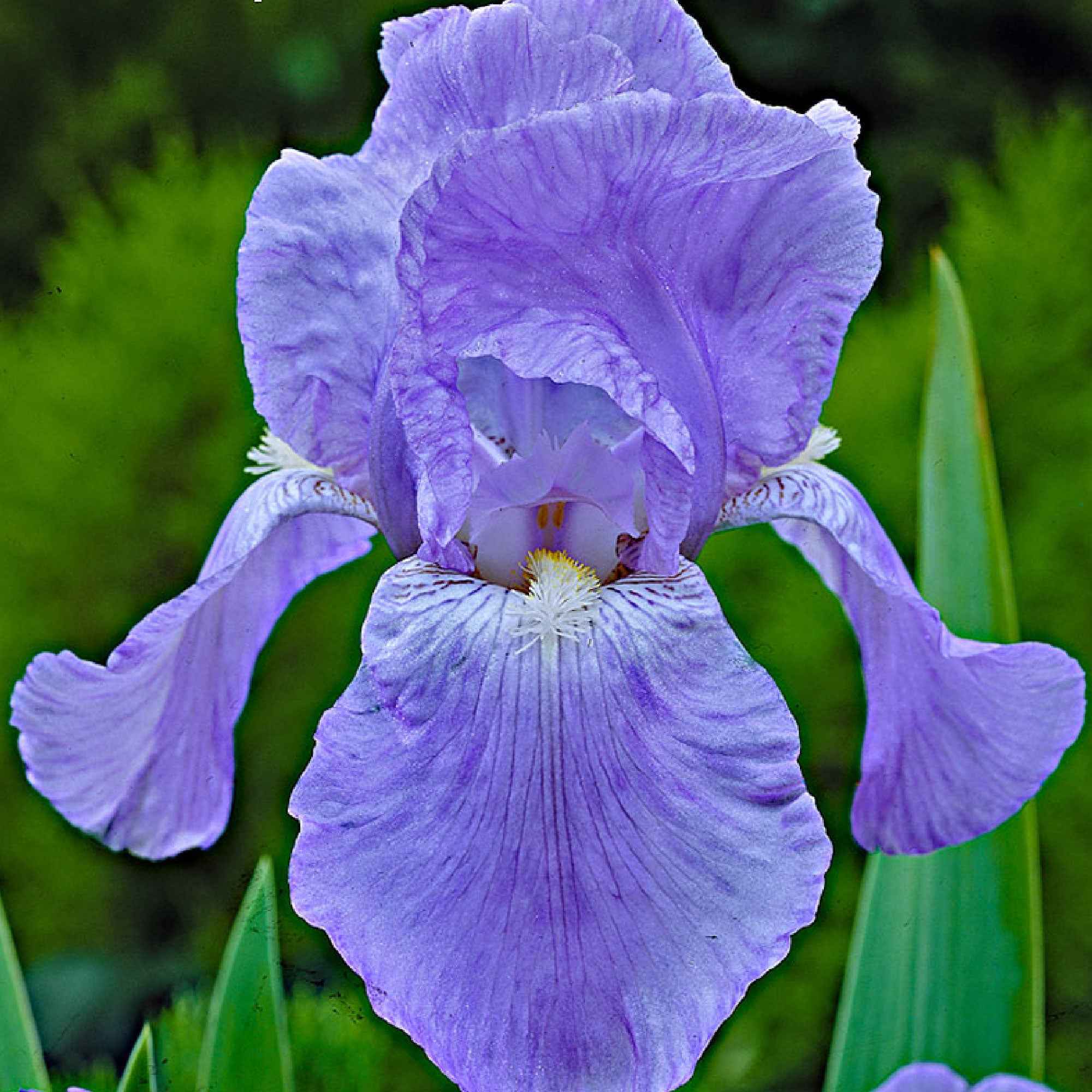 Baardiris - Mix 'Magic Melange' (x5) - Image 4