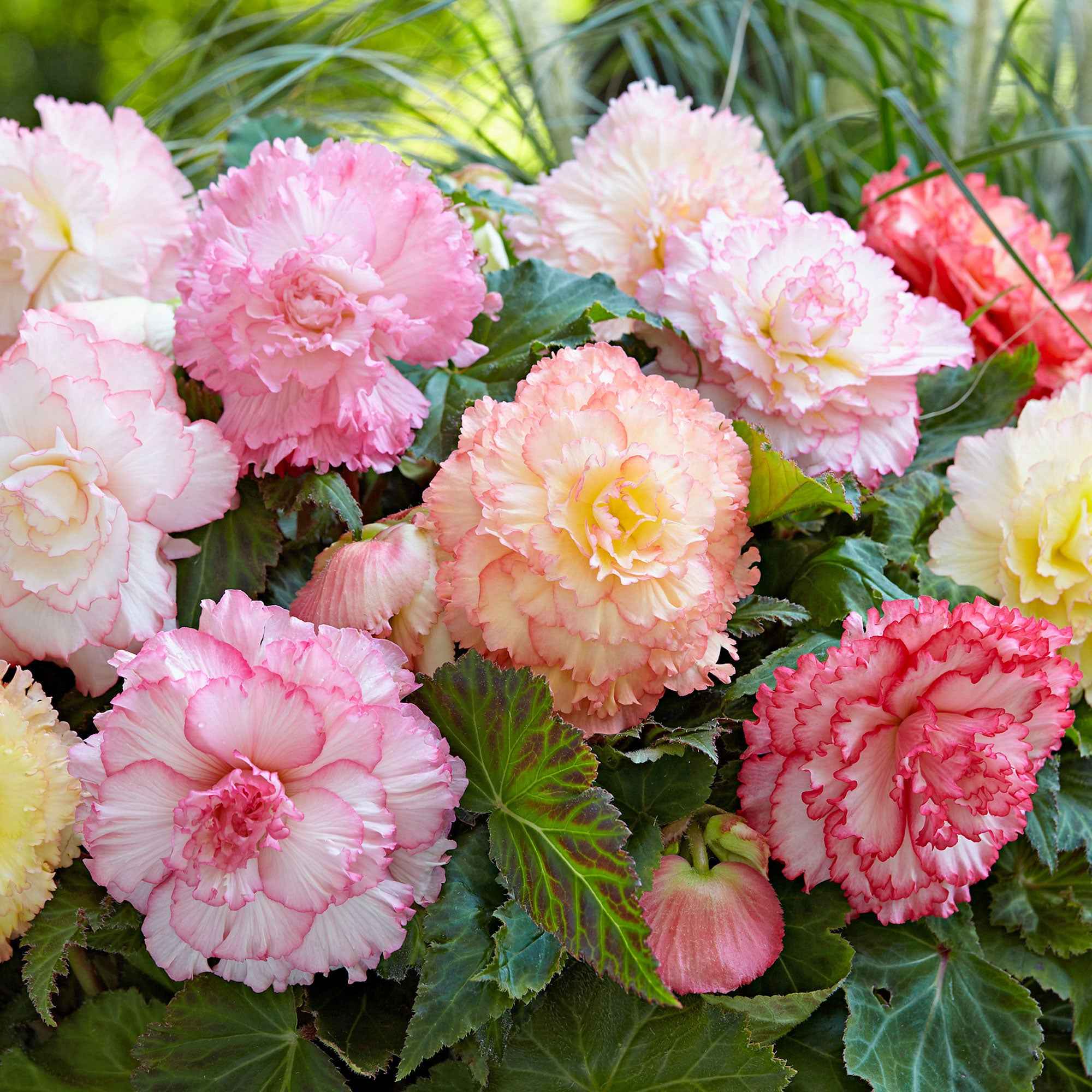 Begonia - Mix 'Samba' (x5)
