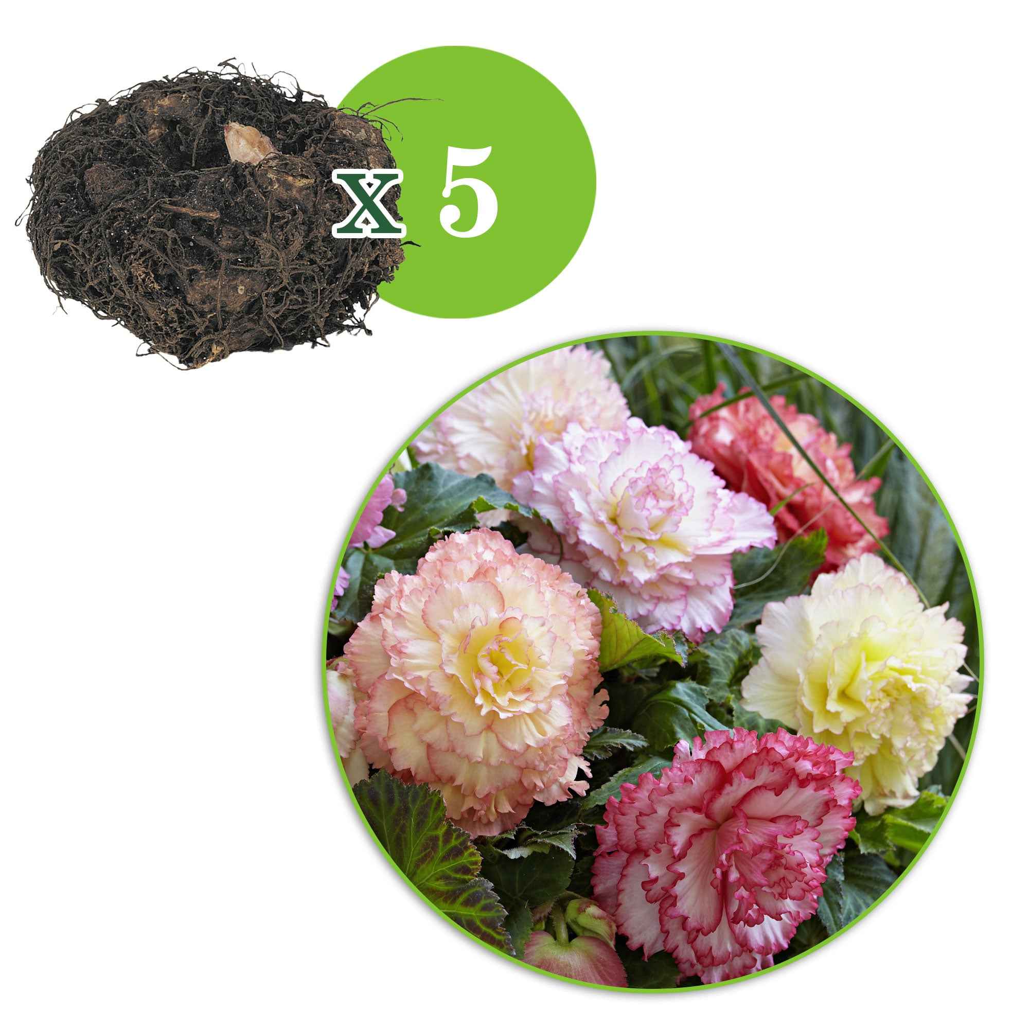Begonia - Mix 'Samba' (x5) - Image 3