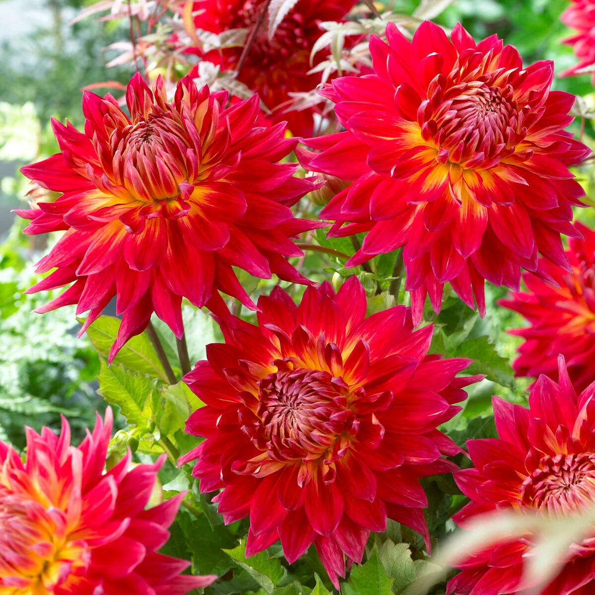 Dahlia - Mix (x5) - Image 3