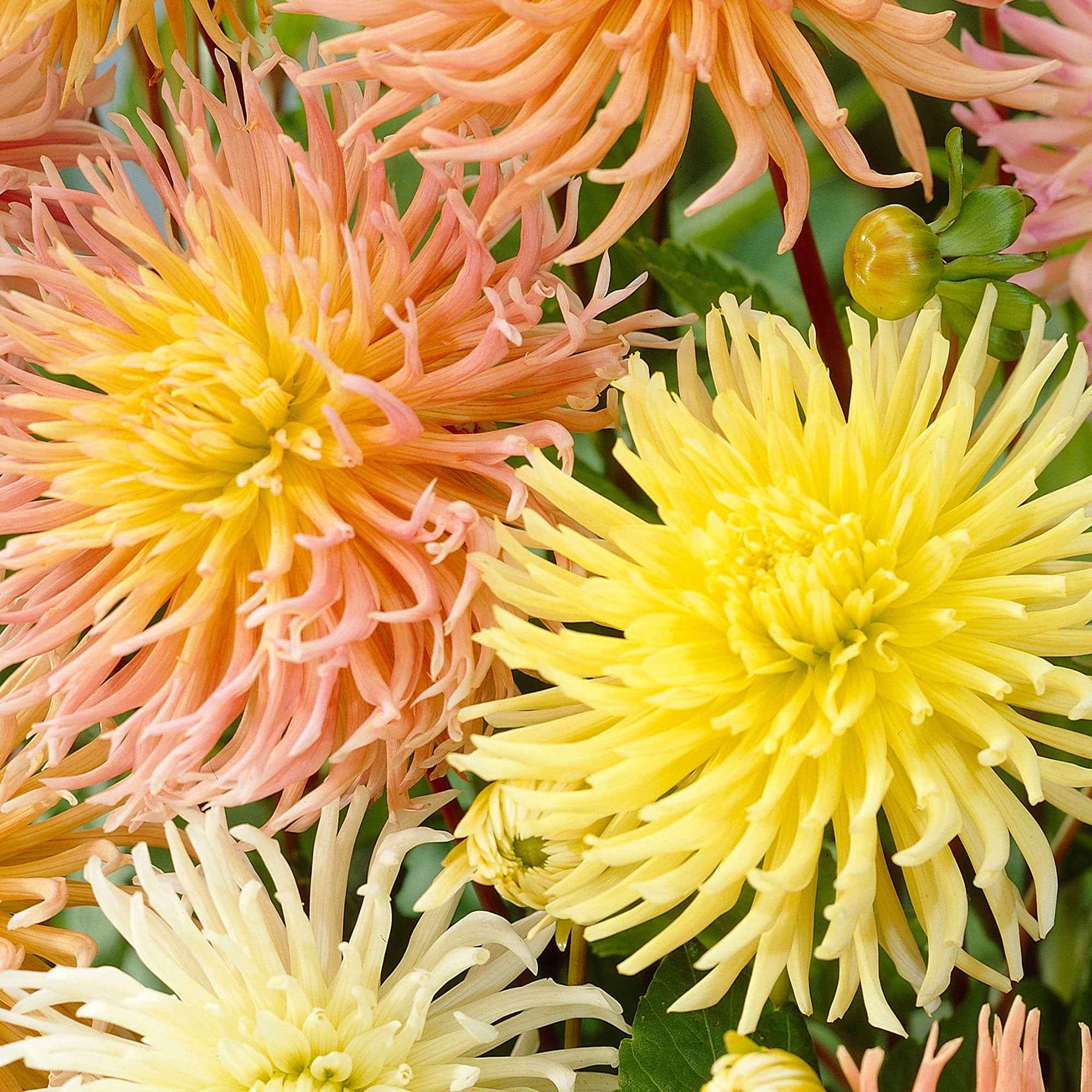 Dahlia - Mix 'Star' (x5)