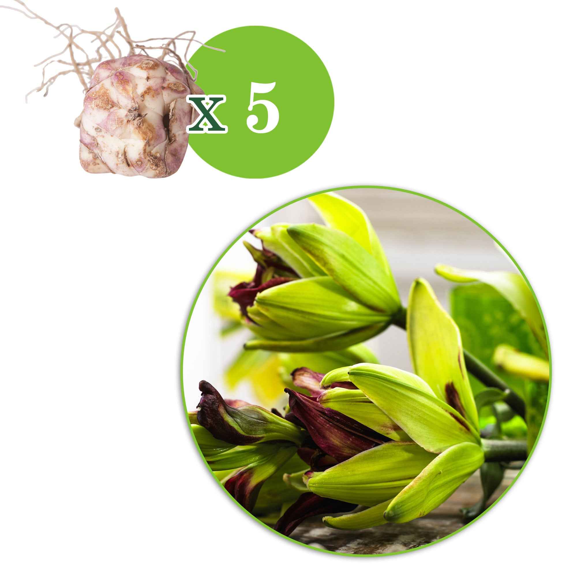Miniatuur 2
