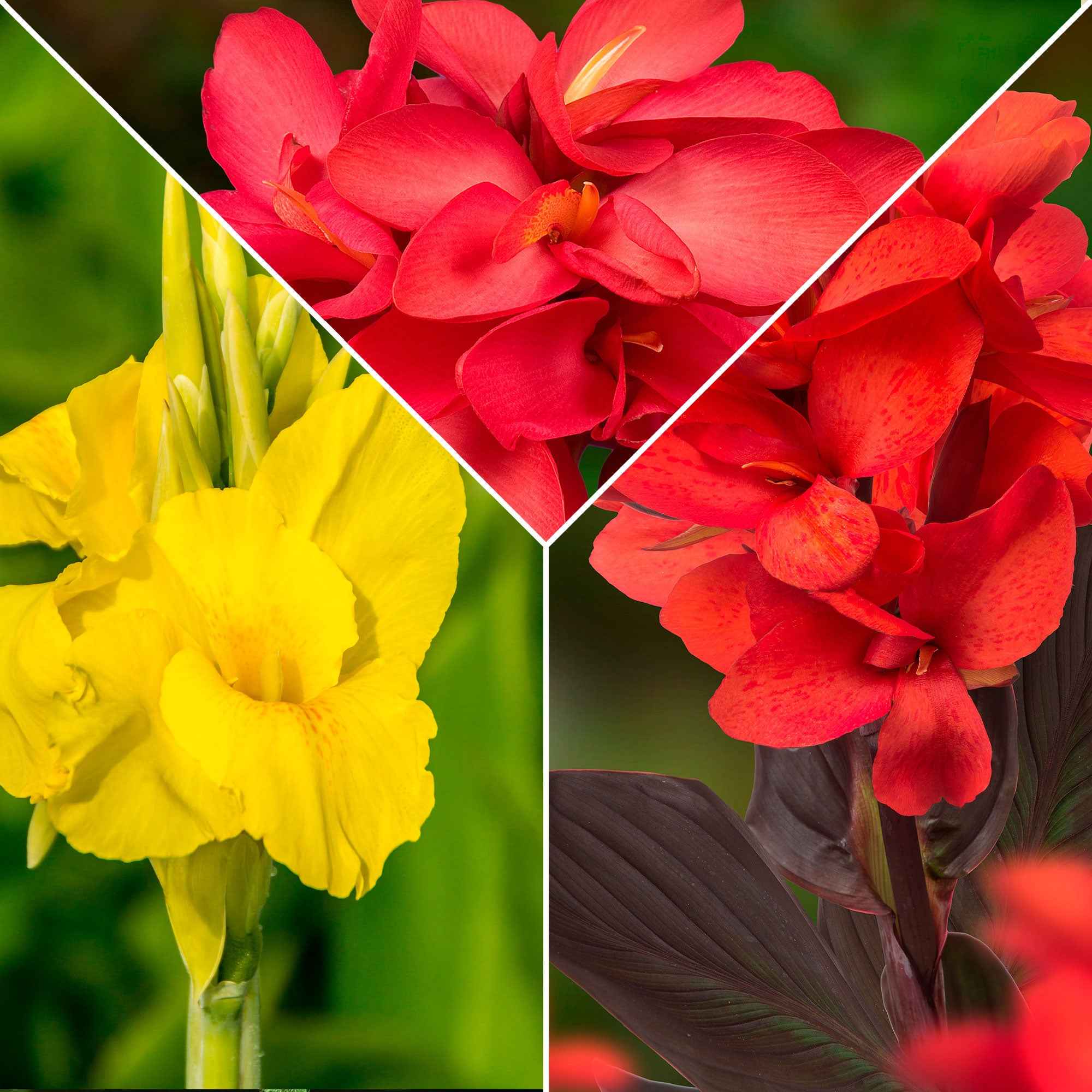 Indisch bloemriet - Mix (x5)