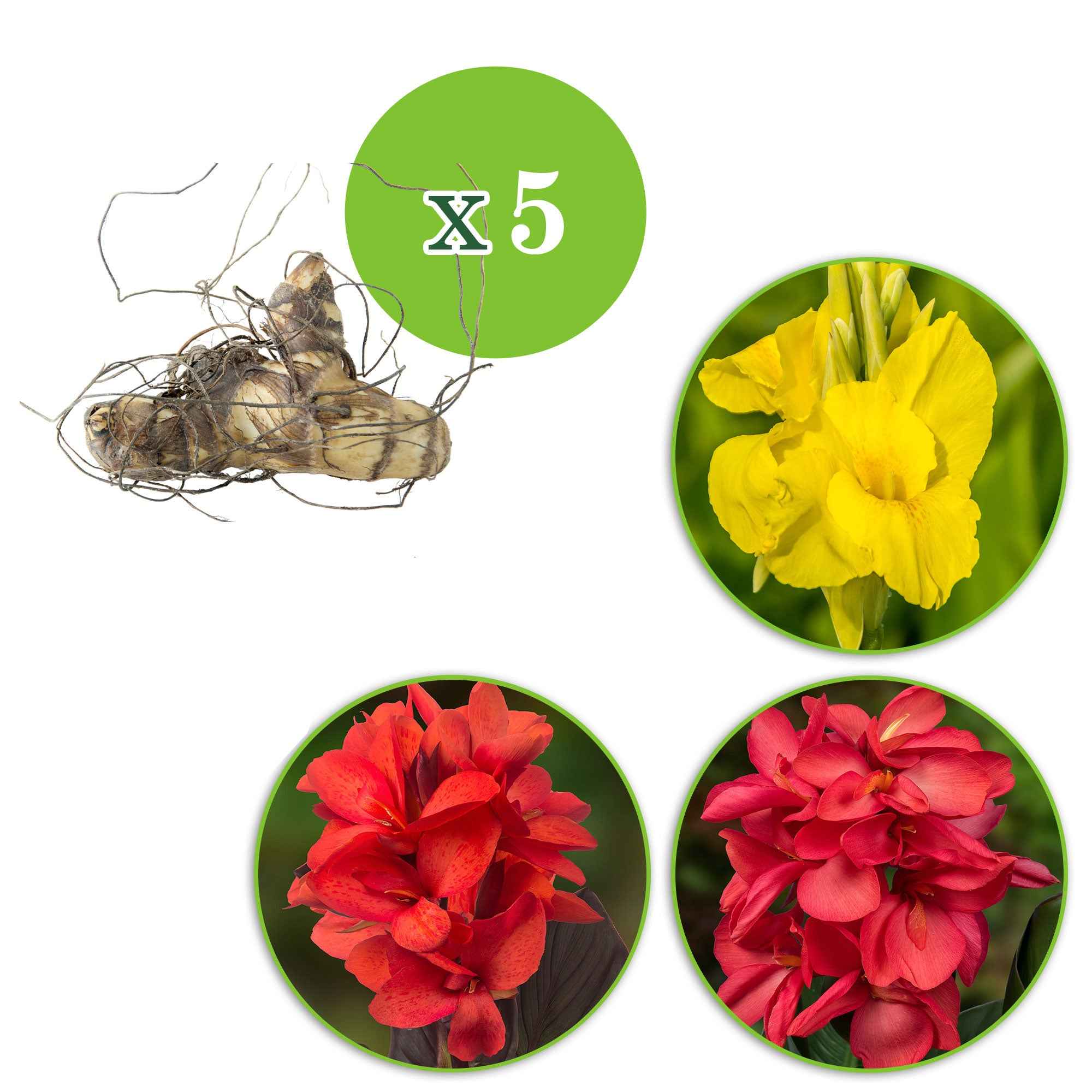 Indisch bloemriet - Mix (x5) - Image 2
