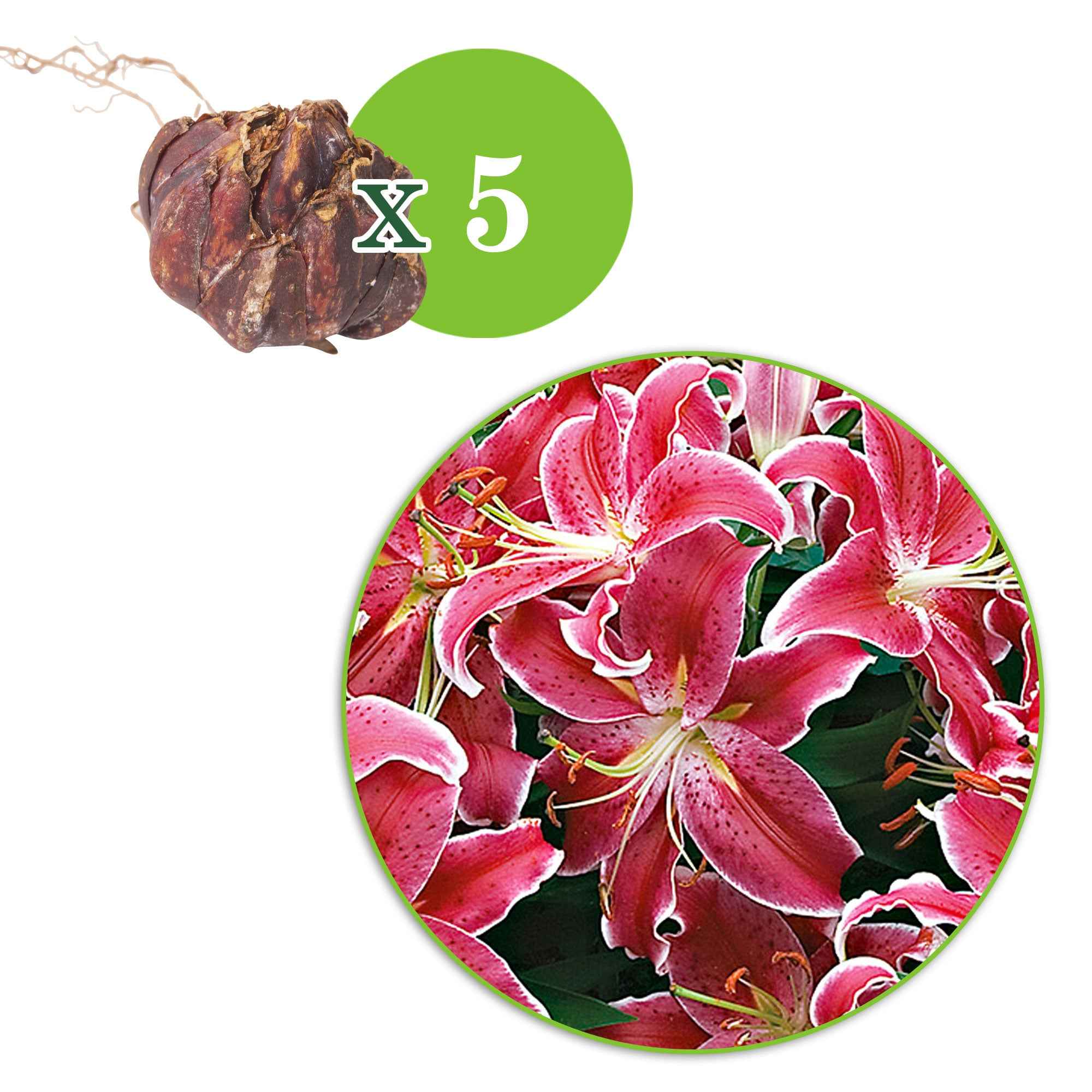 Miniatuur 2