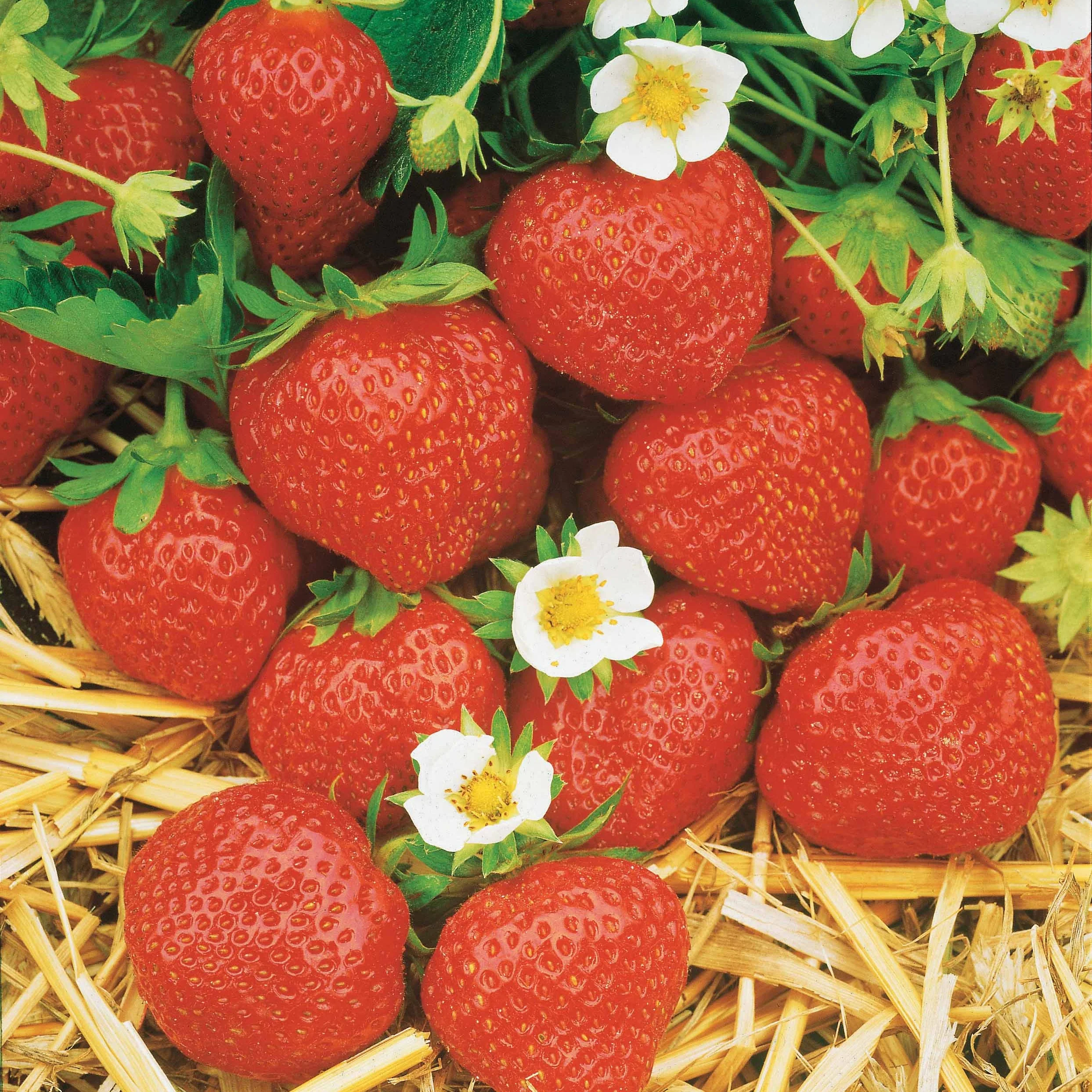 6 maanden collectie aardbeien: Mara des Bois, Maestro, Gariguette (x60)