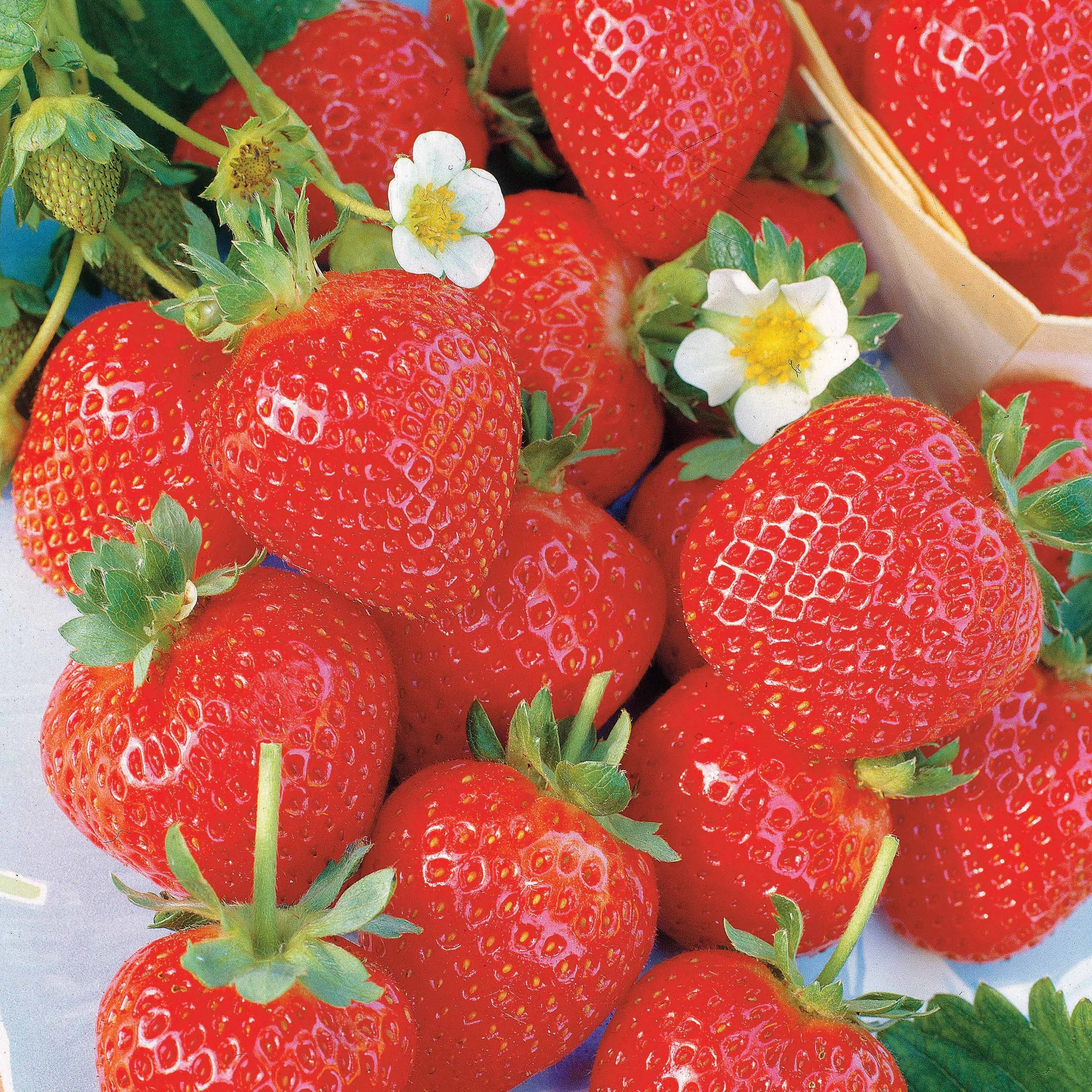 6 maanden collectie aardbeien: Savoureuse de Willemse, Mara des Bois, Gariguette (x60)