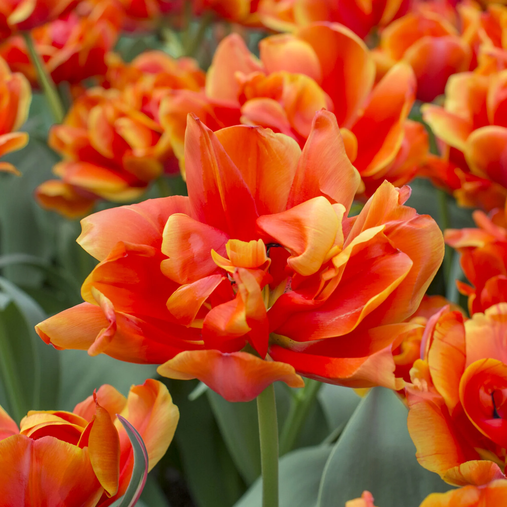 7 Dubbele late tulpen Queensday