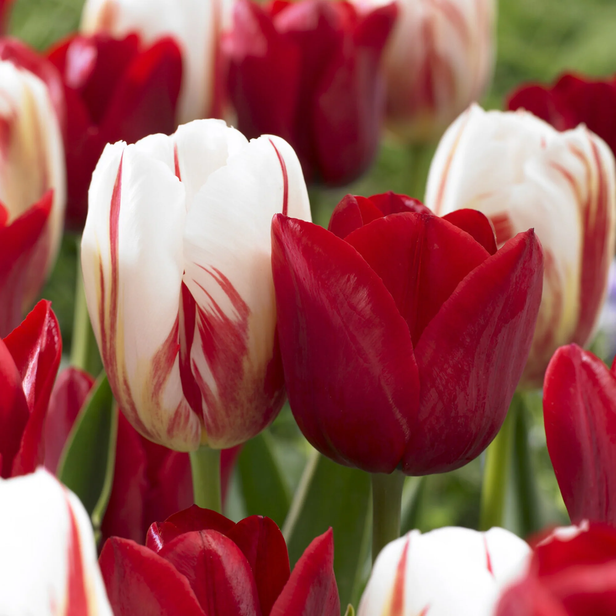 8 Tulpen Love Circle