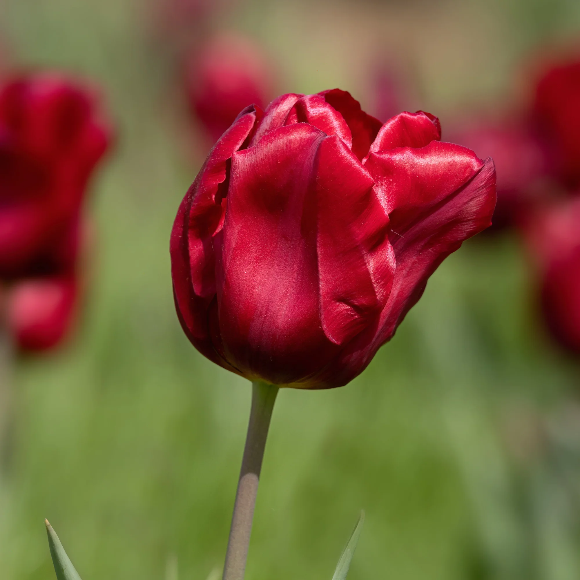 8 Tulpen Love Circle - Image 2