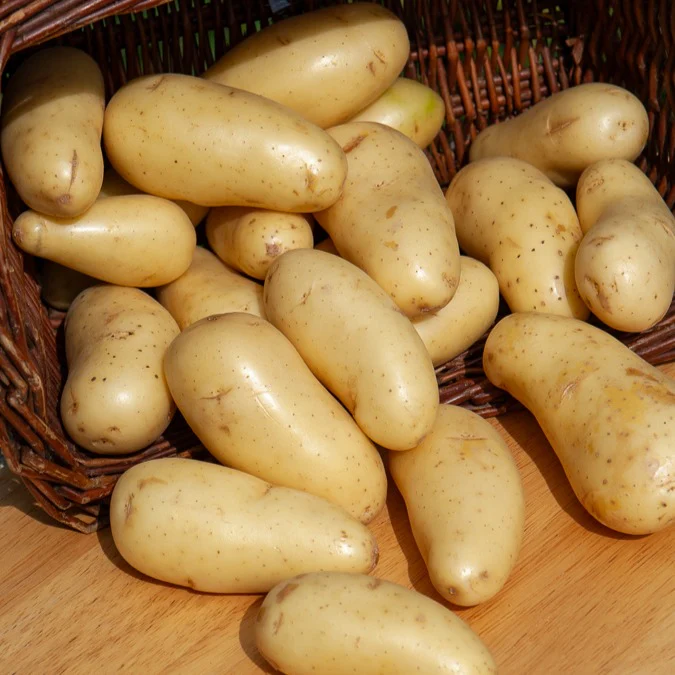Aardappel 'Amandine' (x25) - Image 2