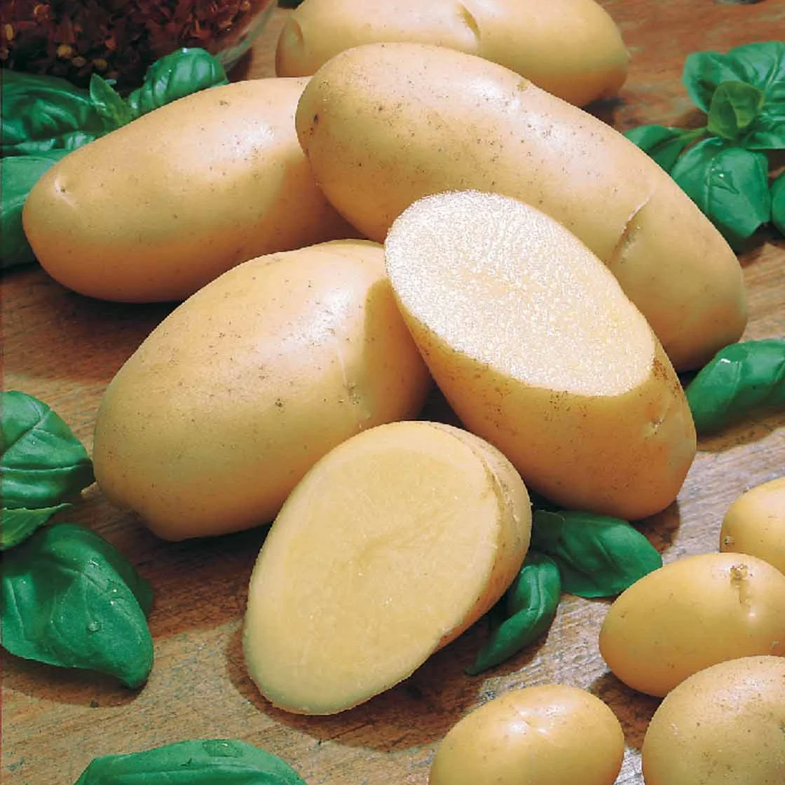 Aardappel 'Belle de Fontenay'