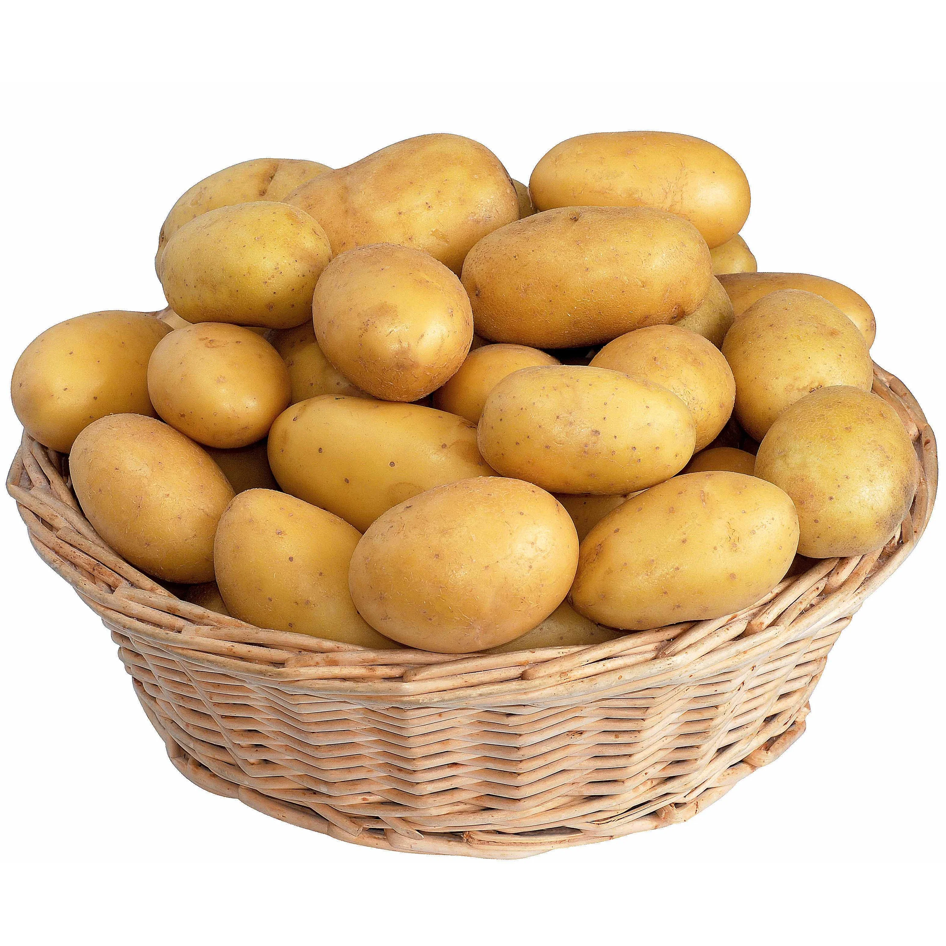 Aardappel 'Blanche' - BIO (x25)