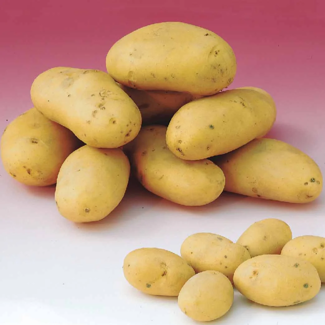 Aardappel 'Caesar' (x25)