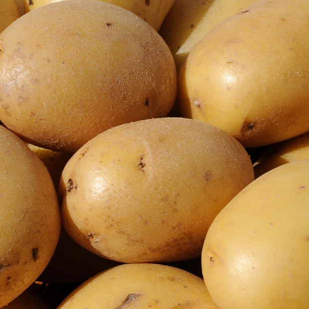 Aardappel 'Caesar' (x25) - Image 2