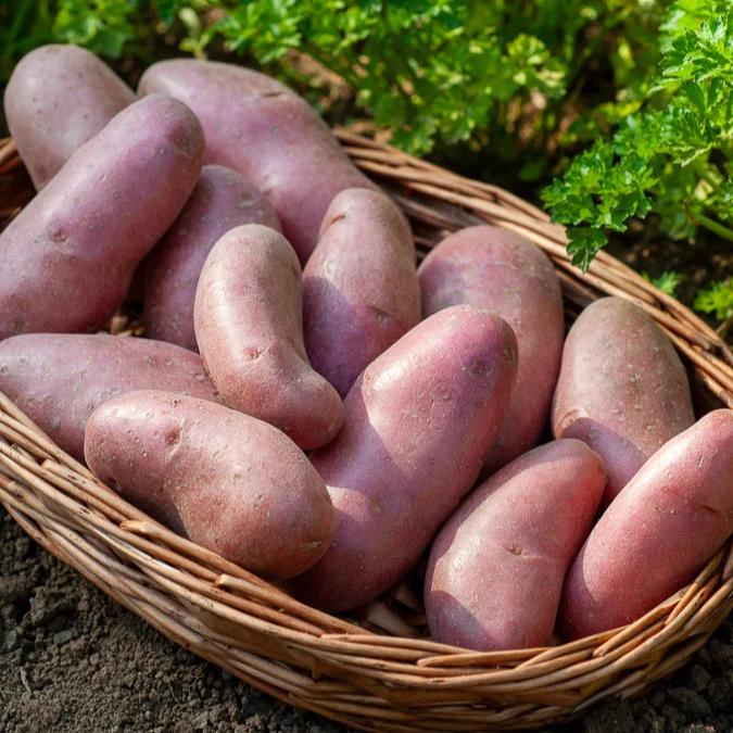 Aardappel 'Chérie' (x25) - Image 2