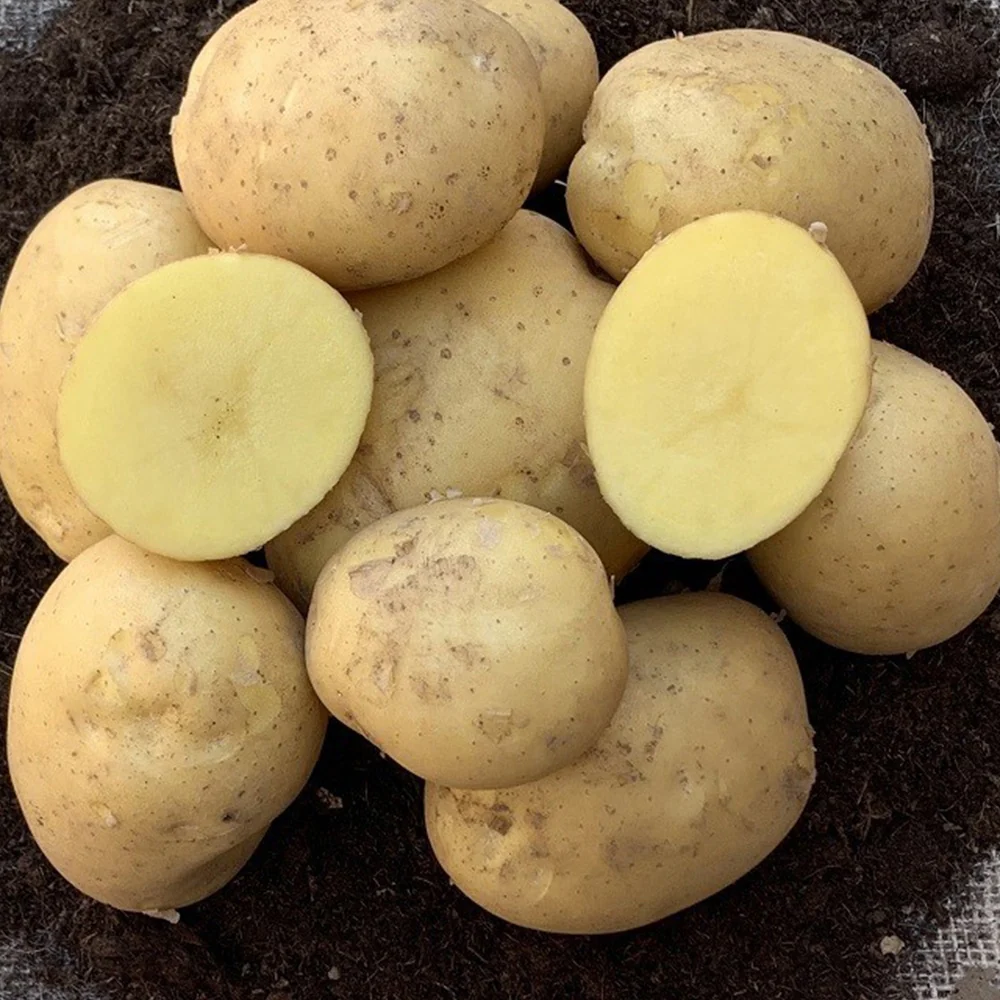 Aardappel 'Etincelle' (x25)