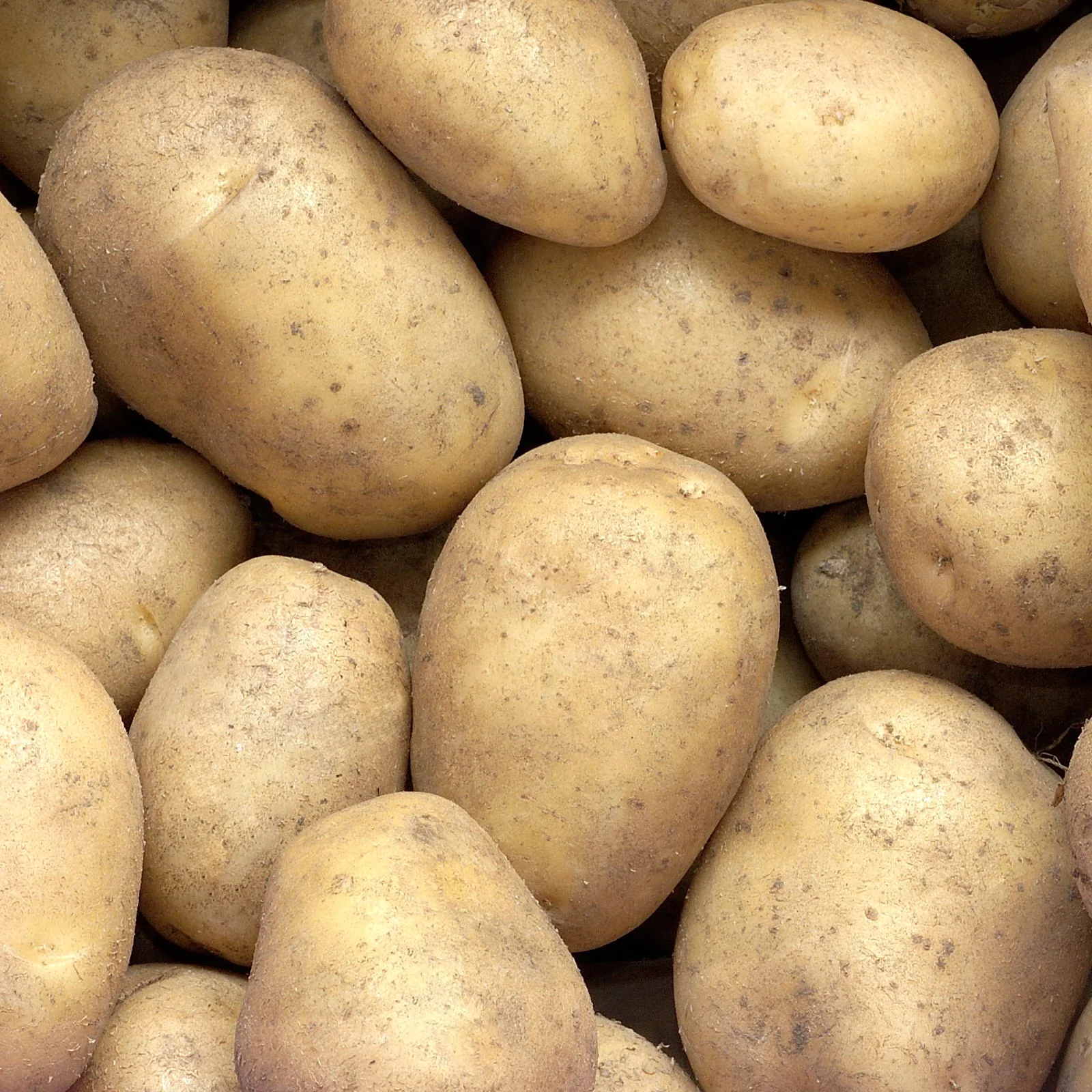 Aardappel 'Minette'