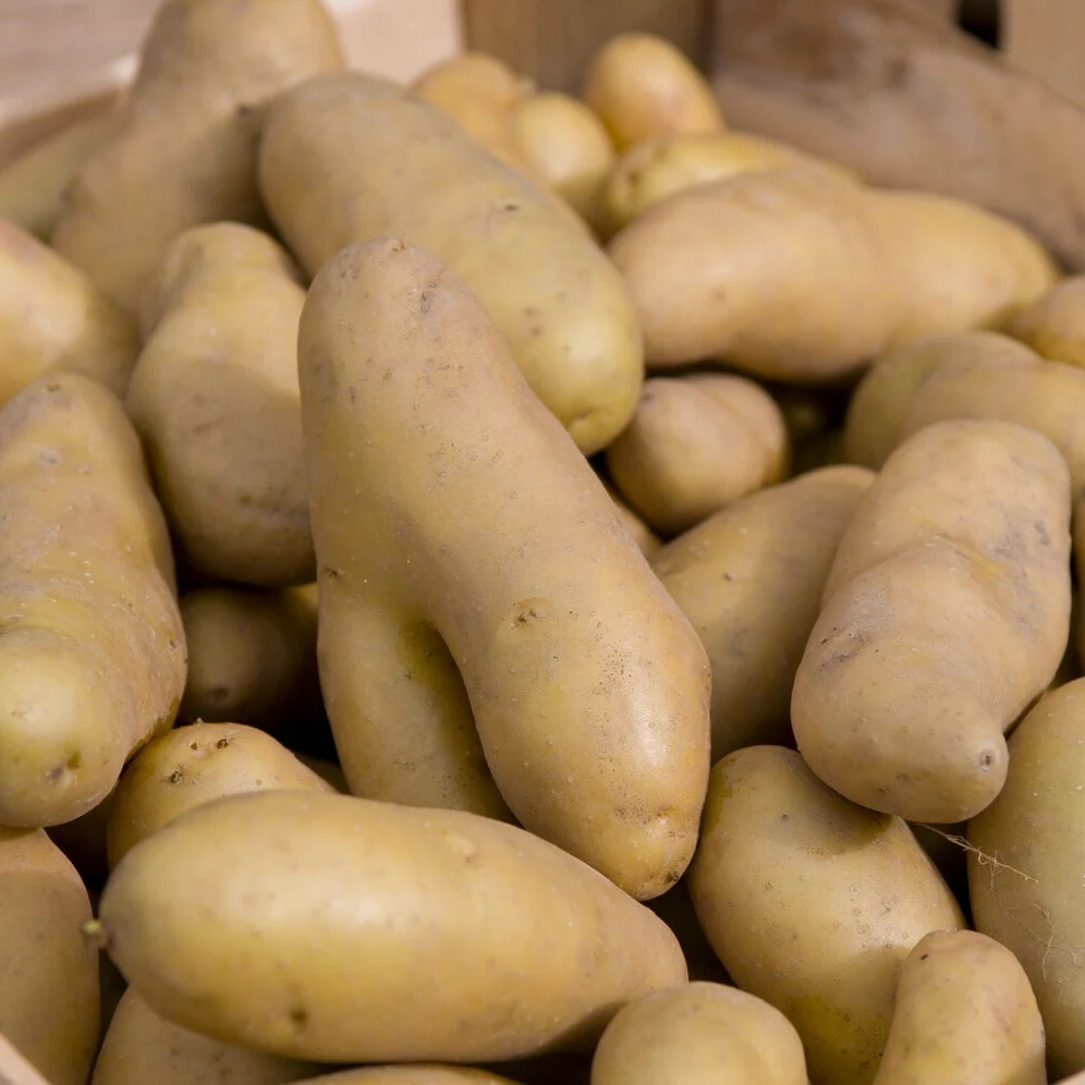 Aardappel 'Ratte' (x25) - Image 2