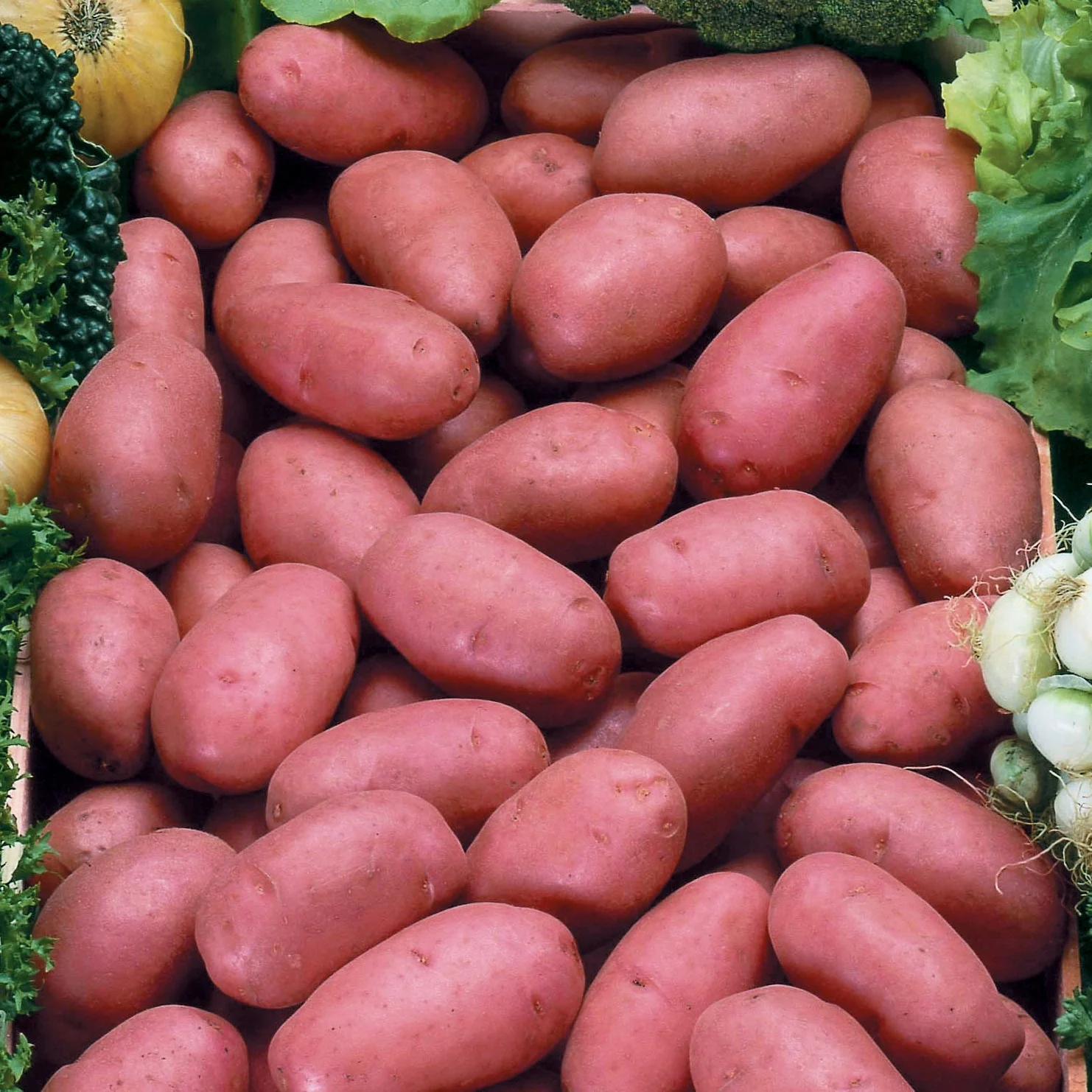 Aardappel 'Rosabelle'