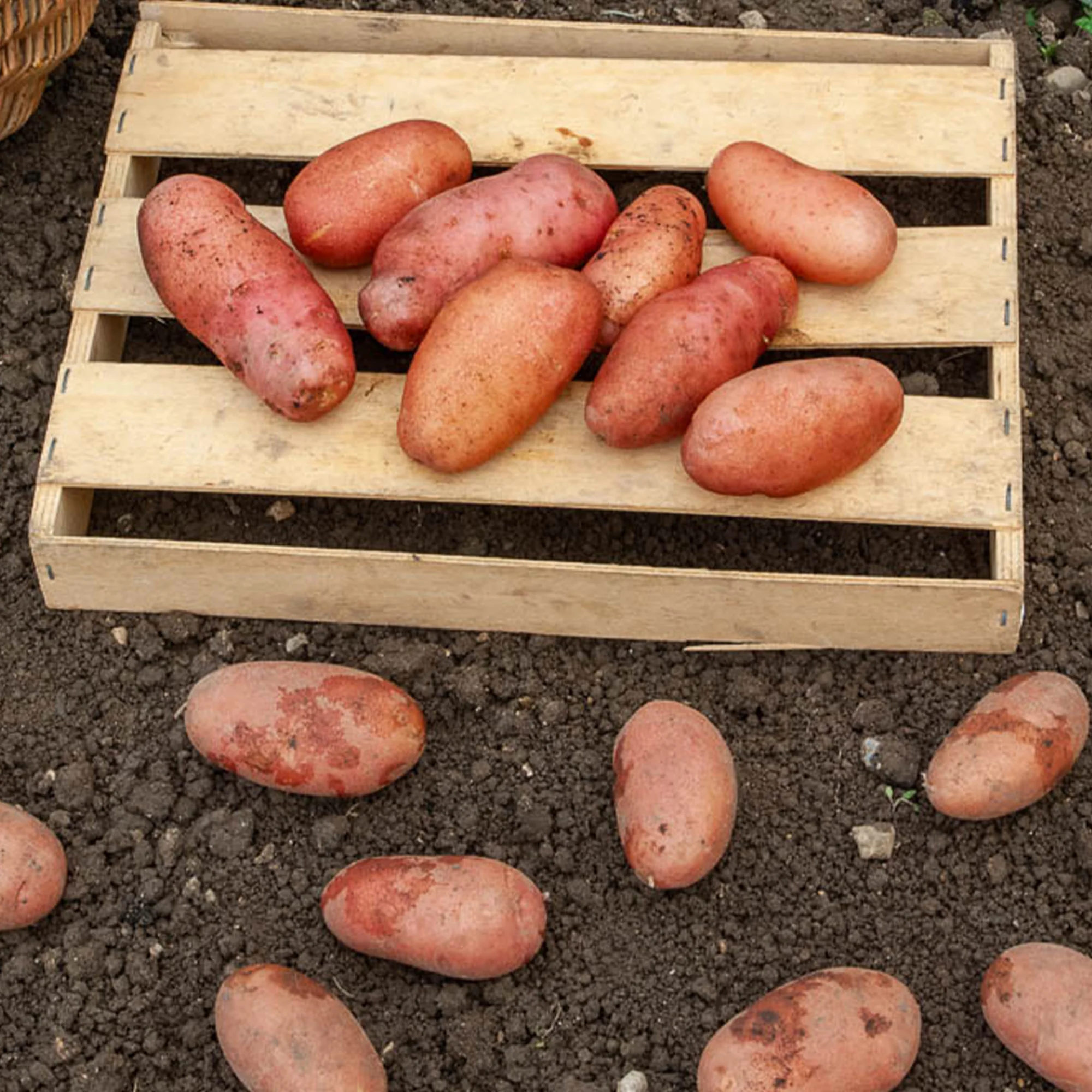 Miniatuur 2