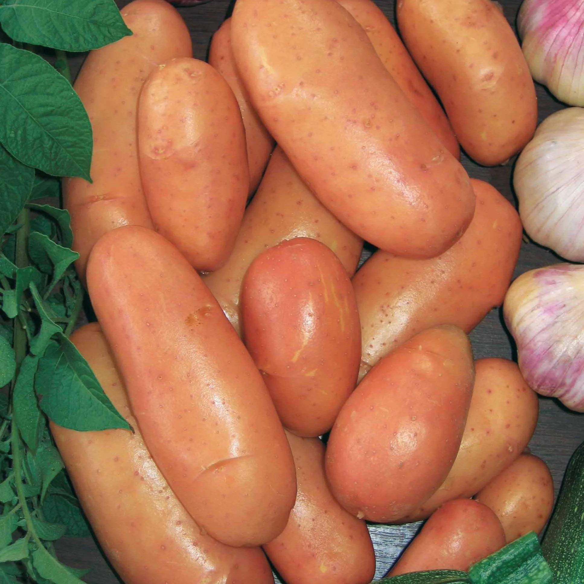 Aardappel 'Rose de France' - Image 3