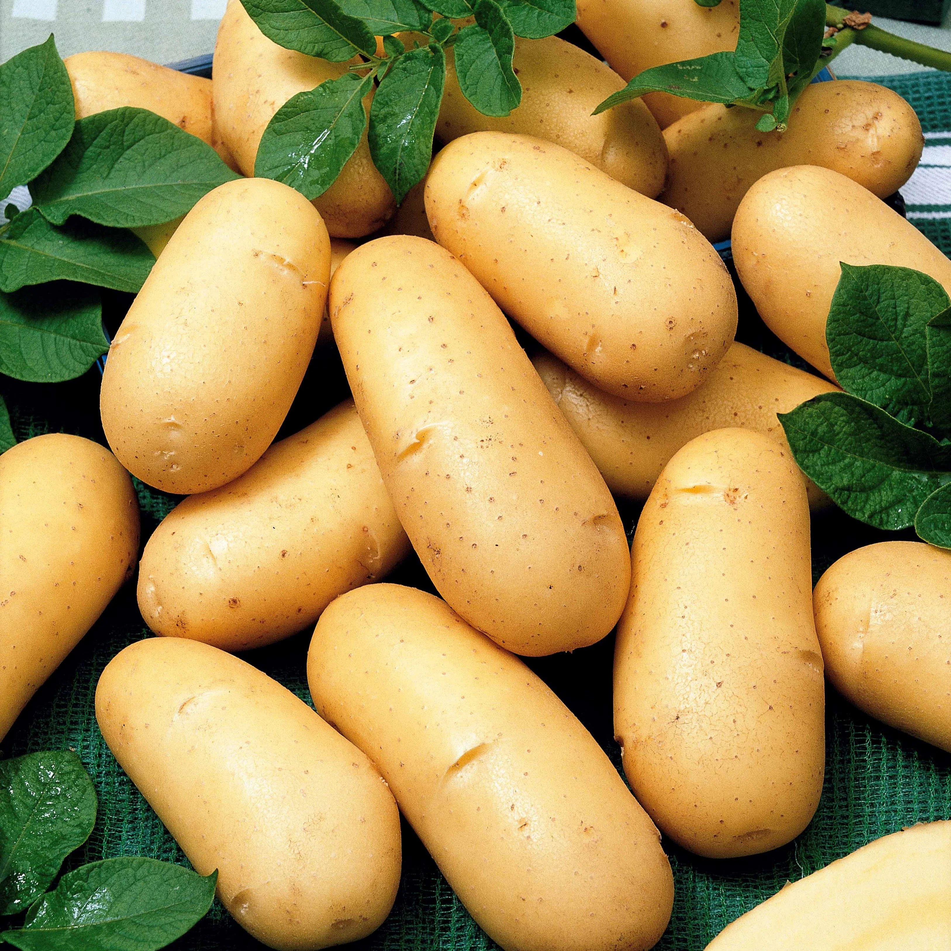 Aardappelen: rassen voor 6 maanden oogst (x80)