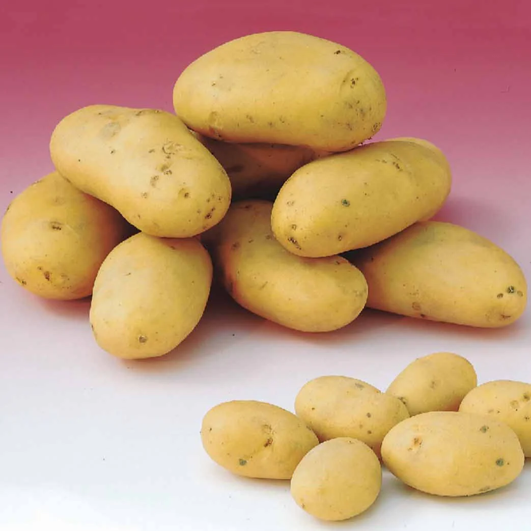 Aardappelen: rassen voor 6 maanden oogst (x80) - Image 2