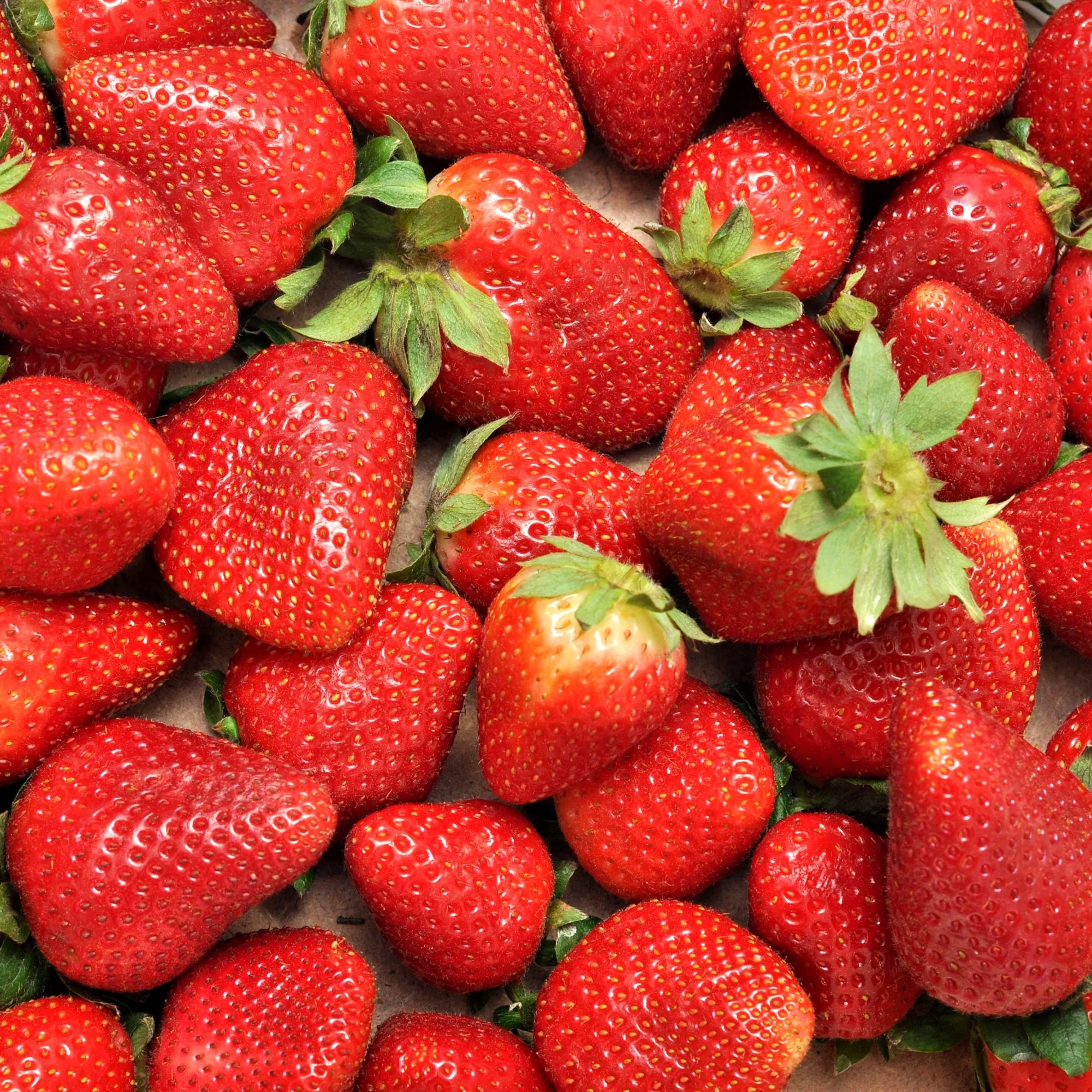 Aardbei 'Charlotte' - Image 2