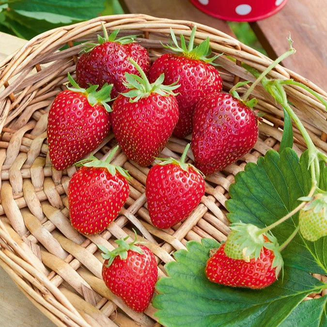 Aardbei 'Cirafine' - Image 2