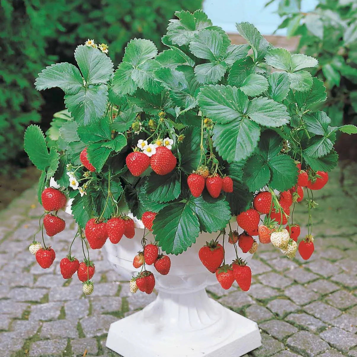 Aardbei 'Maestro'