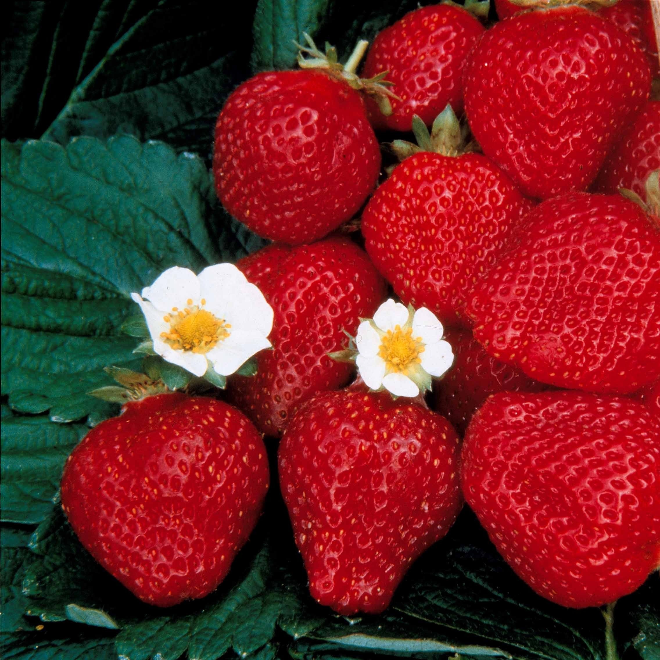 Aardbei 'Maestro' - Image 3
