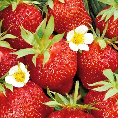 Aardbei plant 'Ostara'