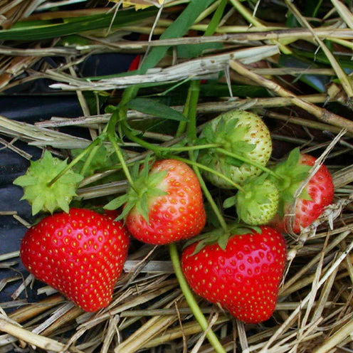 Aardbei plant 'Sonata' - Image 2