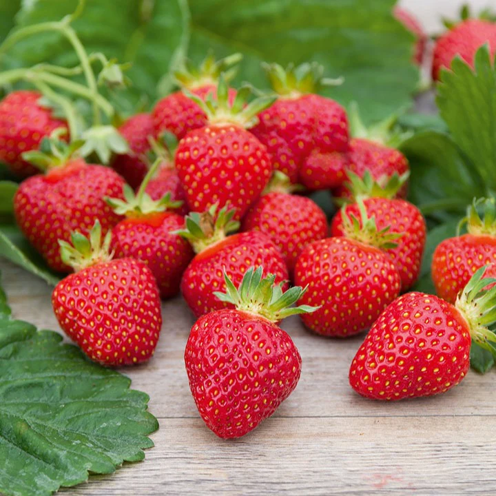 Aardbei 'Rubis Des Jardins' - Image 2