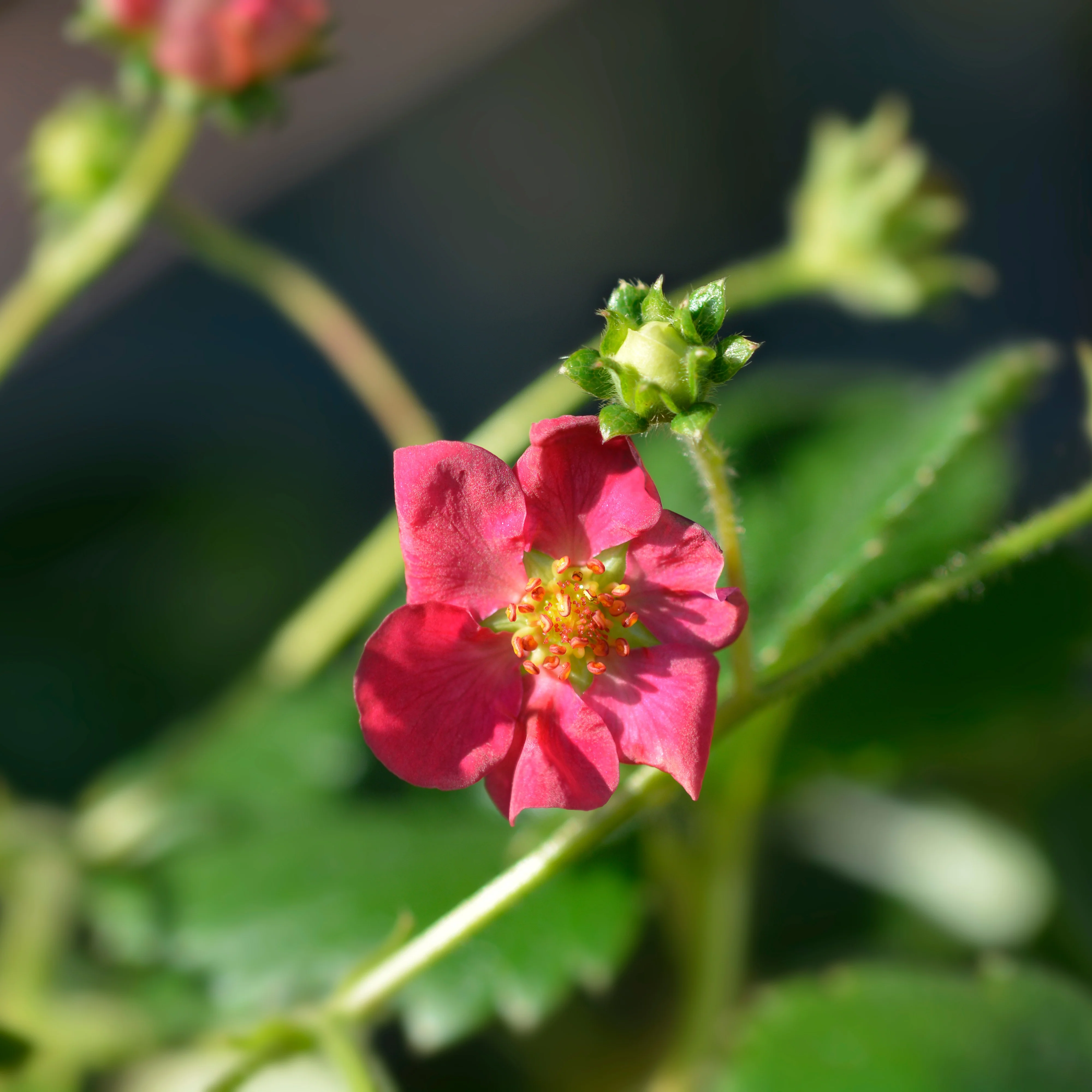 Aardbei 'Toscana' (x3) - Image 5