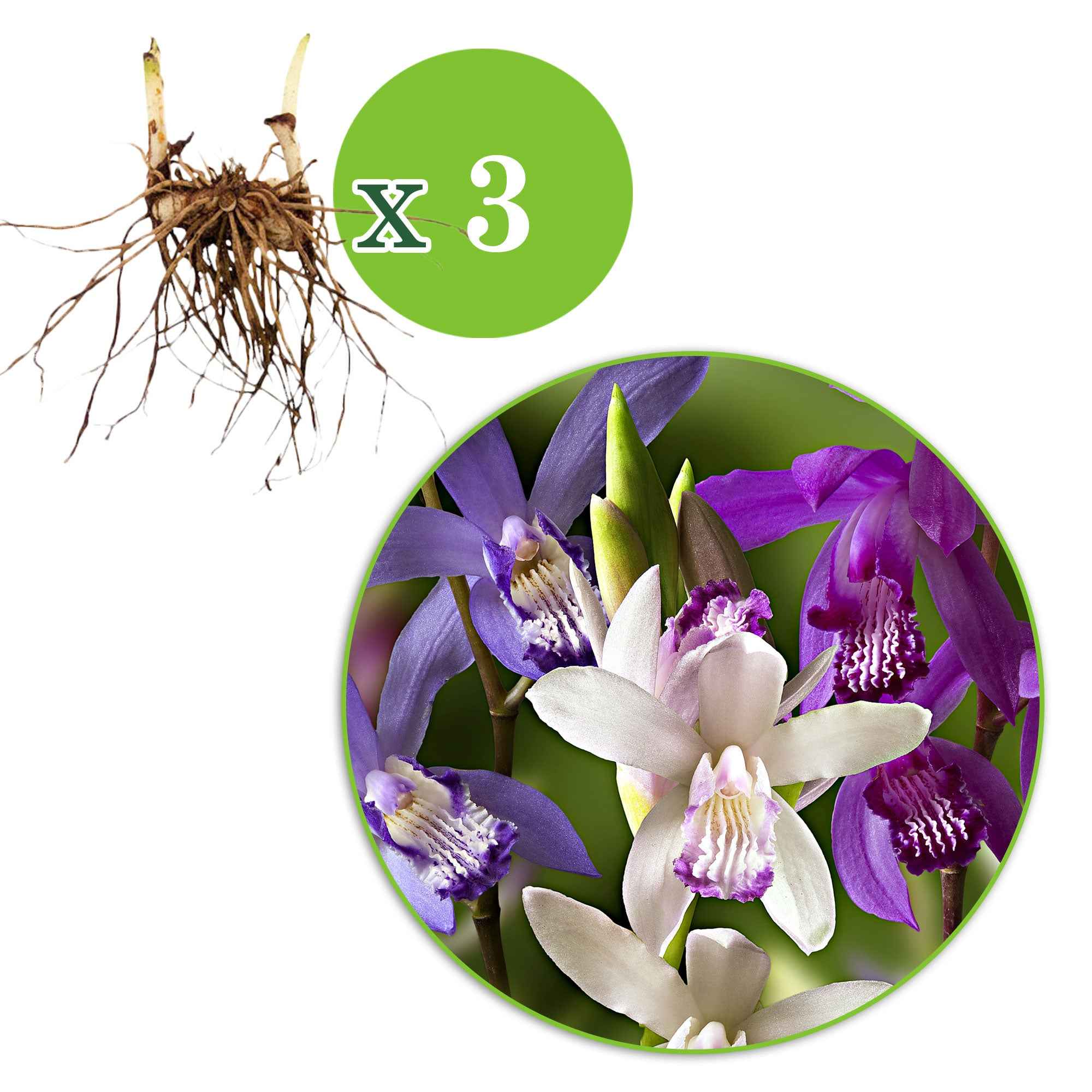 Aardochidee (x3) - Image 2