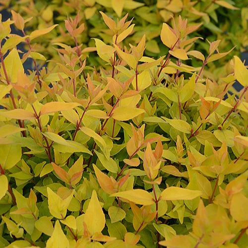 Abelia 'Gold Touch® BMR Gold'