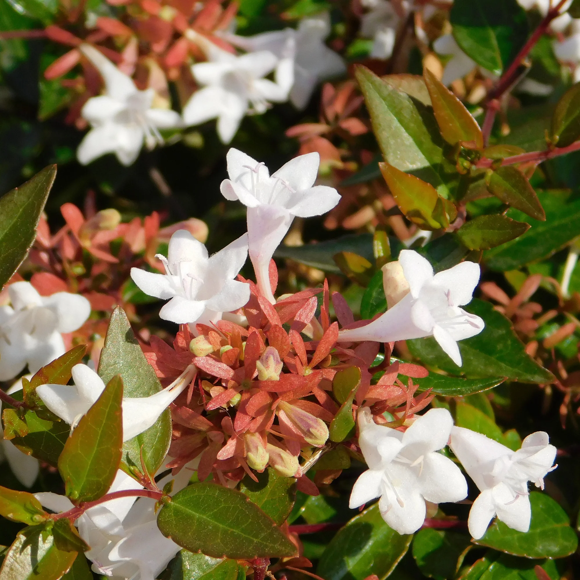 Abelia grandiflora Pisto - Image 3