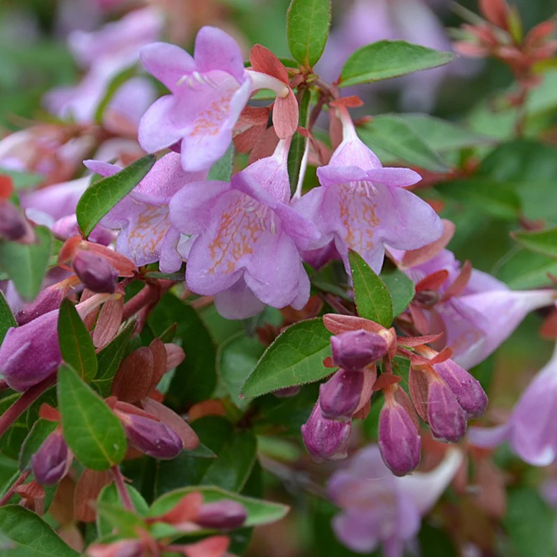 Abelia 'Ping Pong' - Image 3