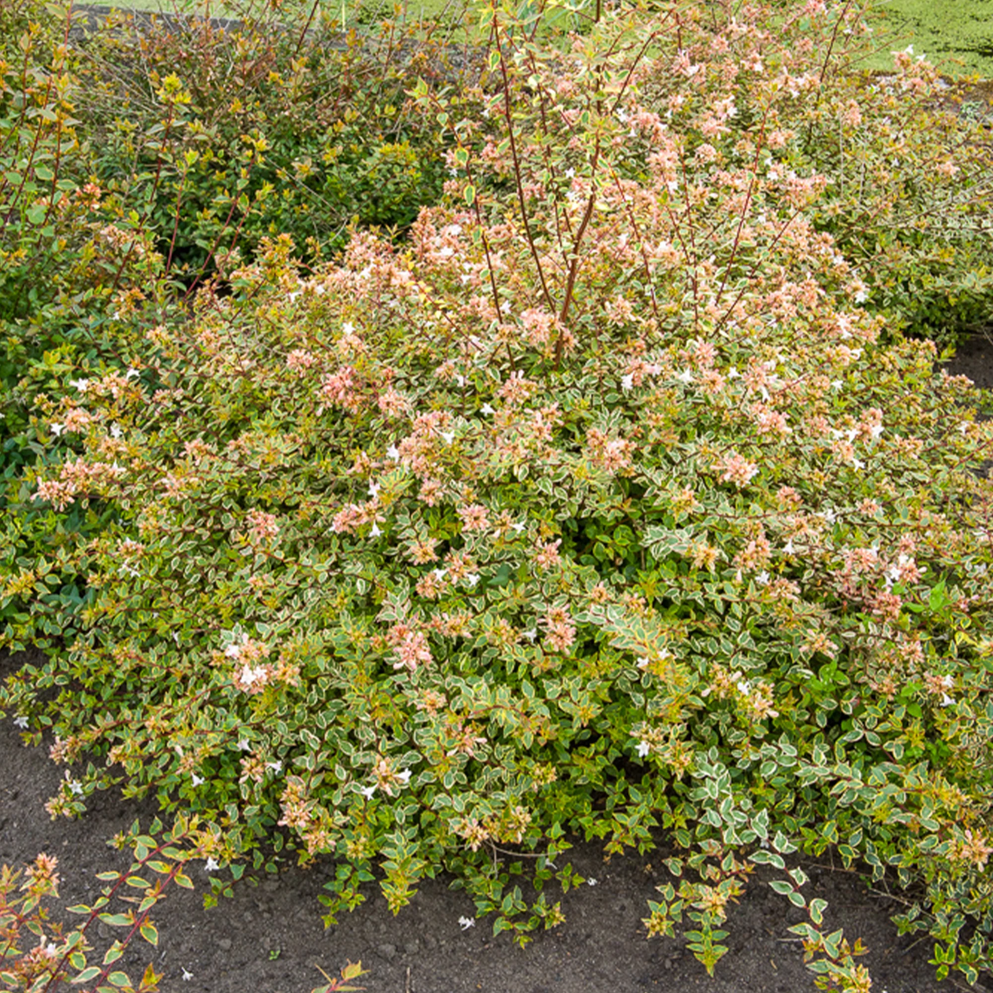 Abelia Sunshine Daydream® - Image 3