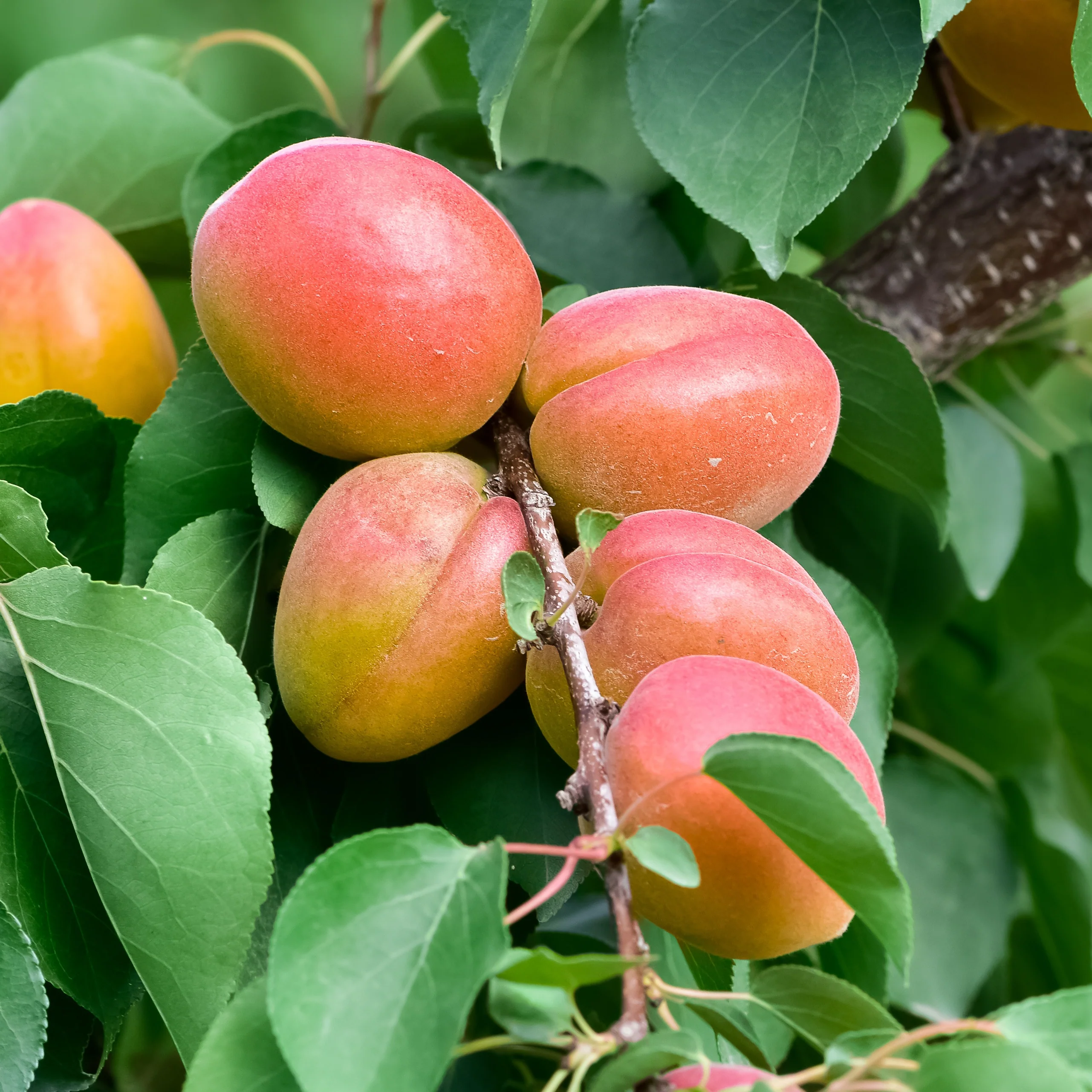 Abrikozenboom 'Bergeron'