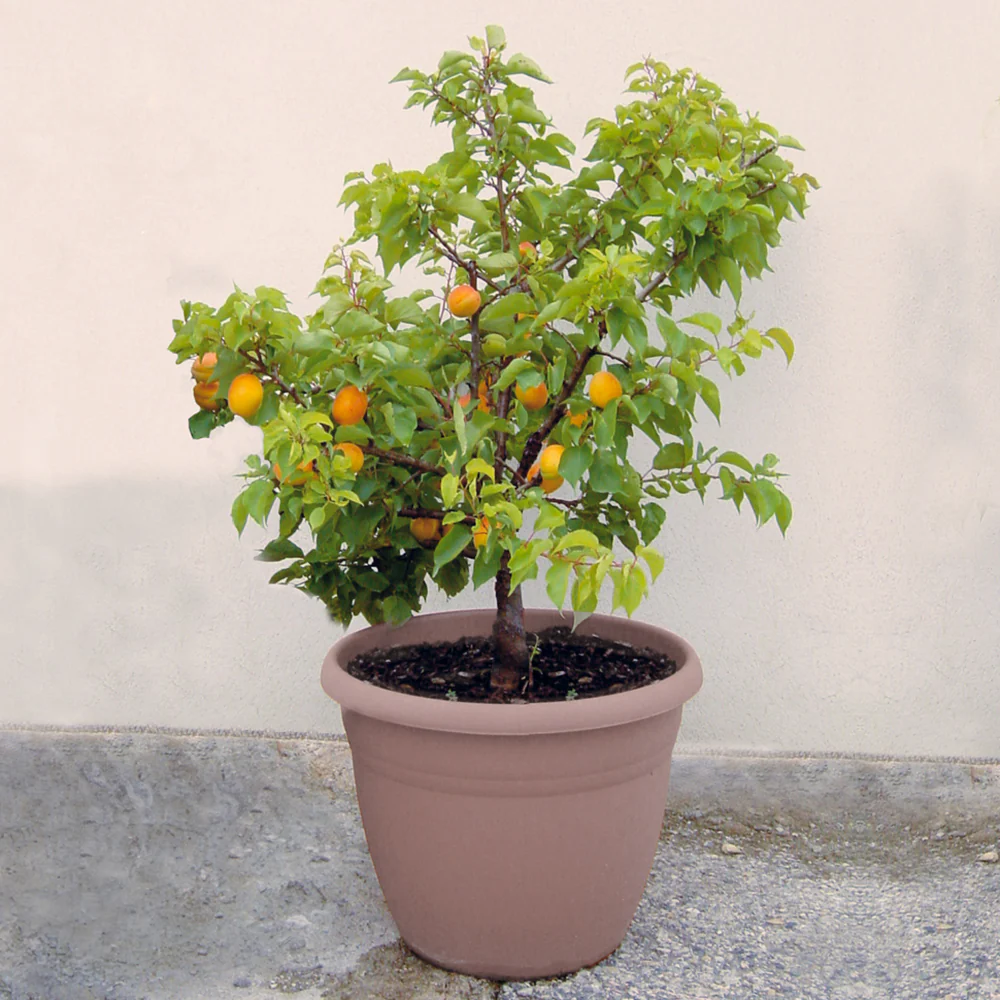 Miniatuur 1