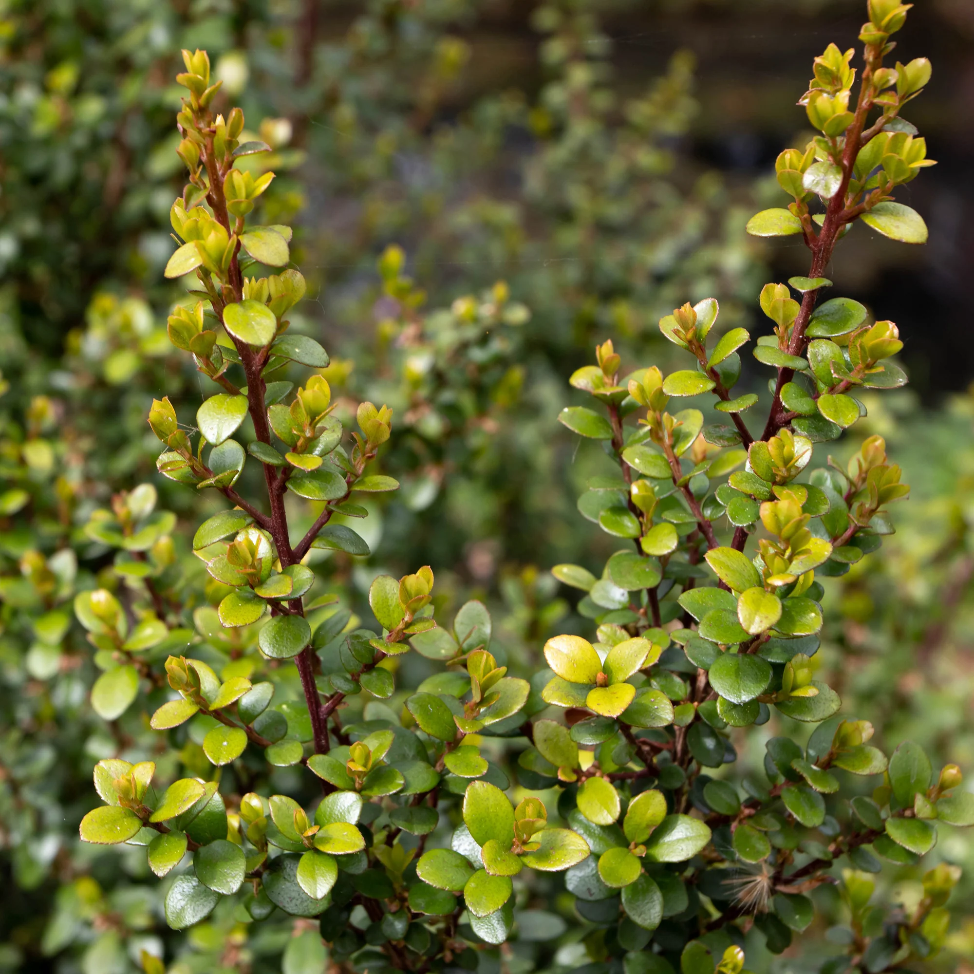 Afrikaanse buxus - Image 2