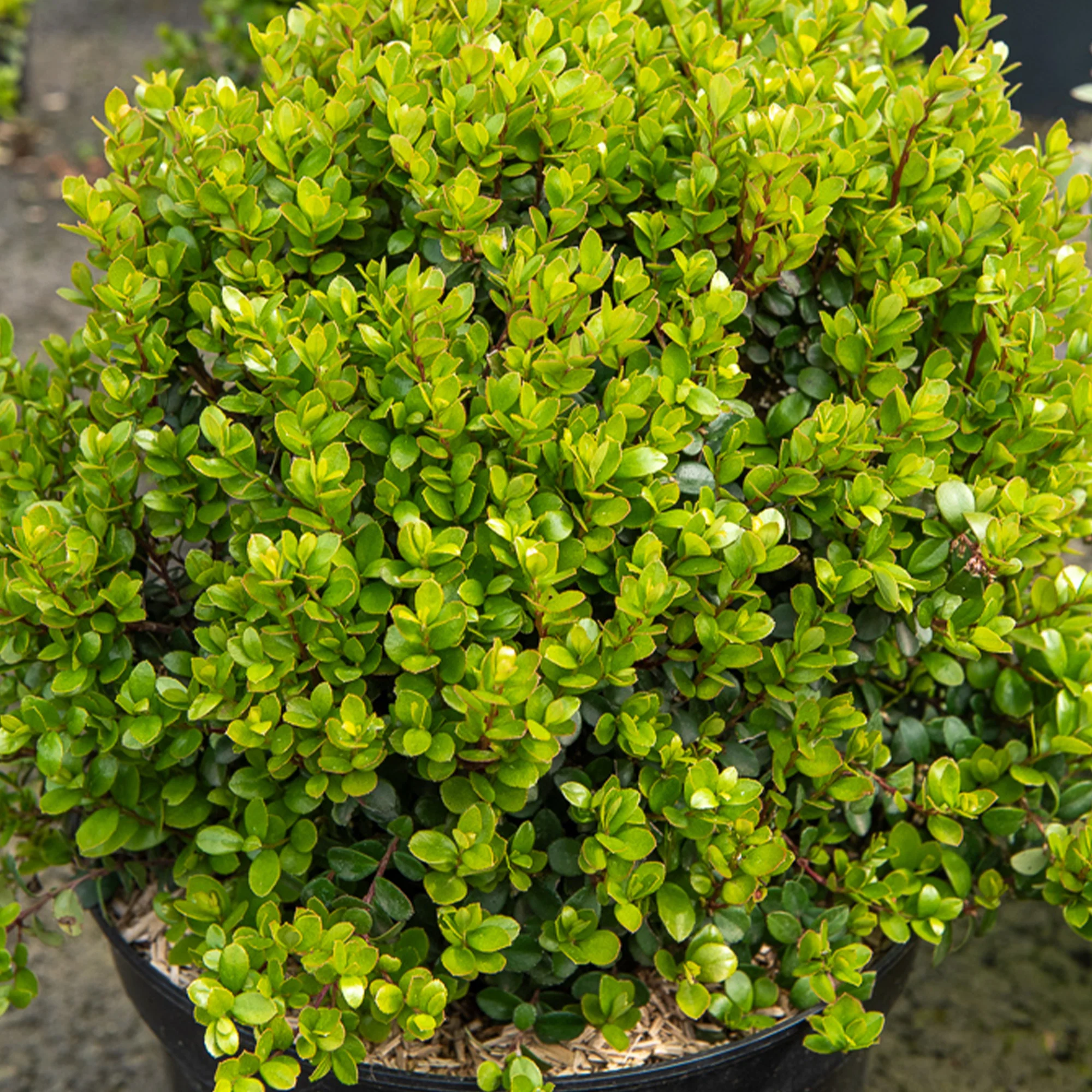 Afrikaanse buxus - Image 3