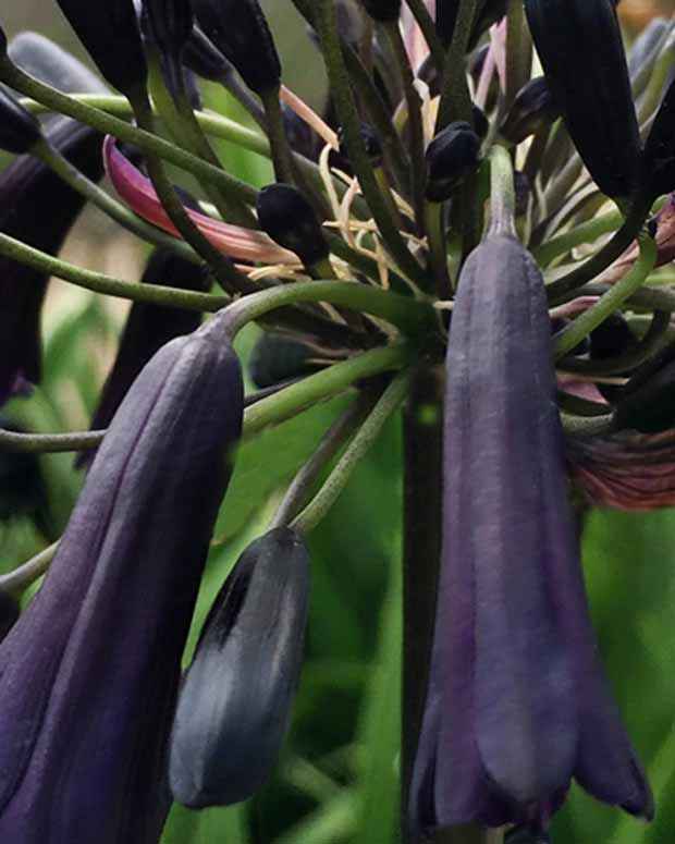 Afrikaanse lelie 'Black Magic'