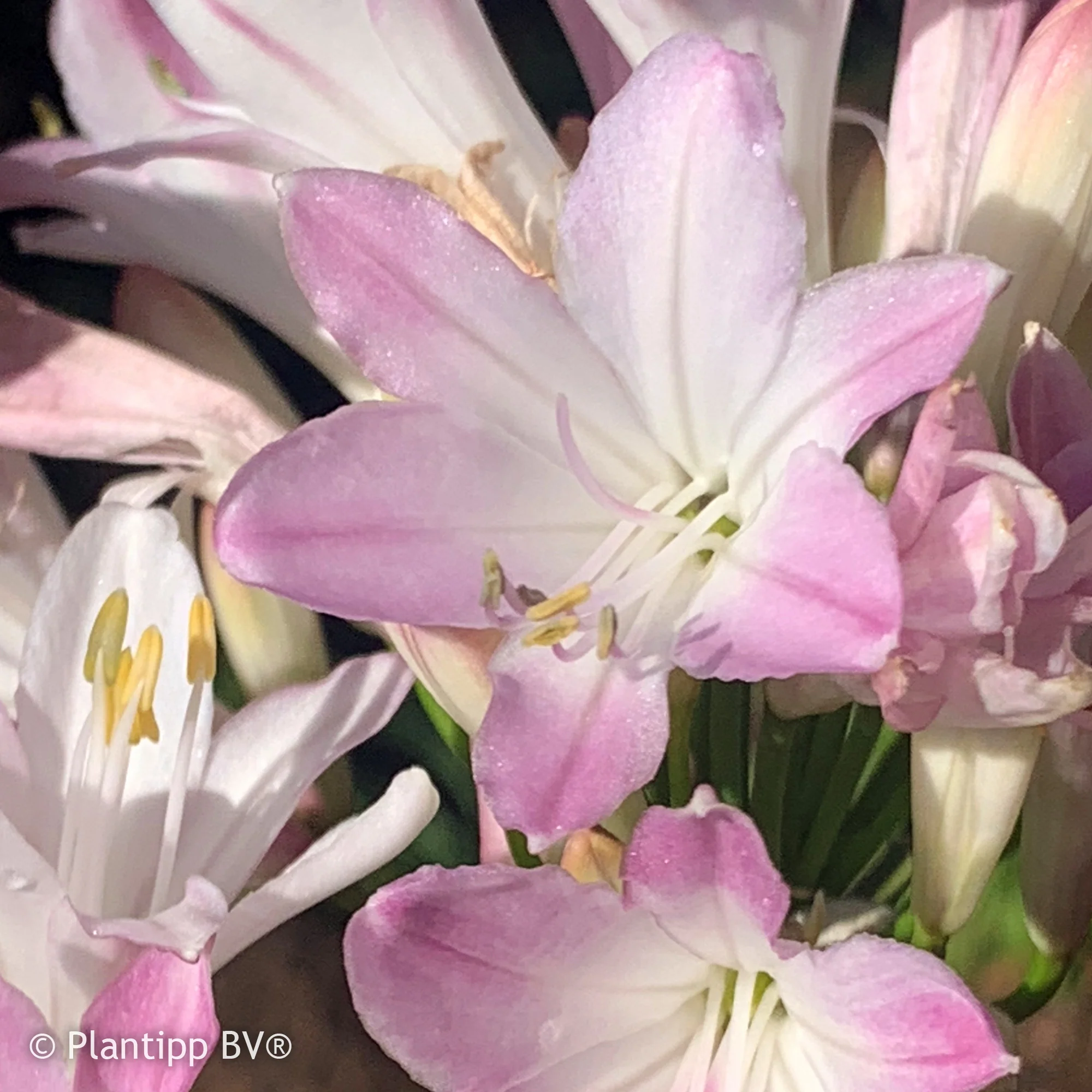 Afrikaanse lelie 'Blush Pink'
