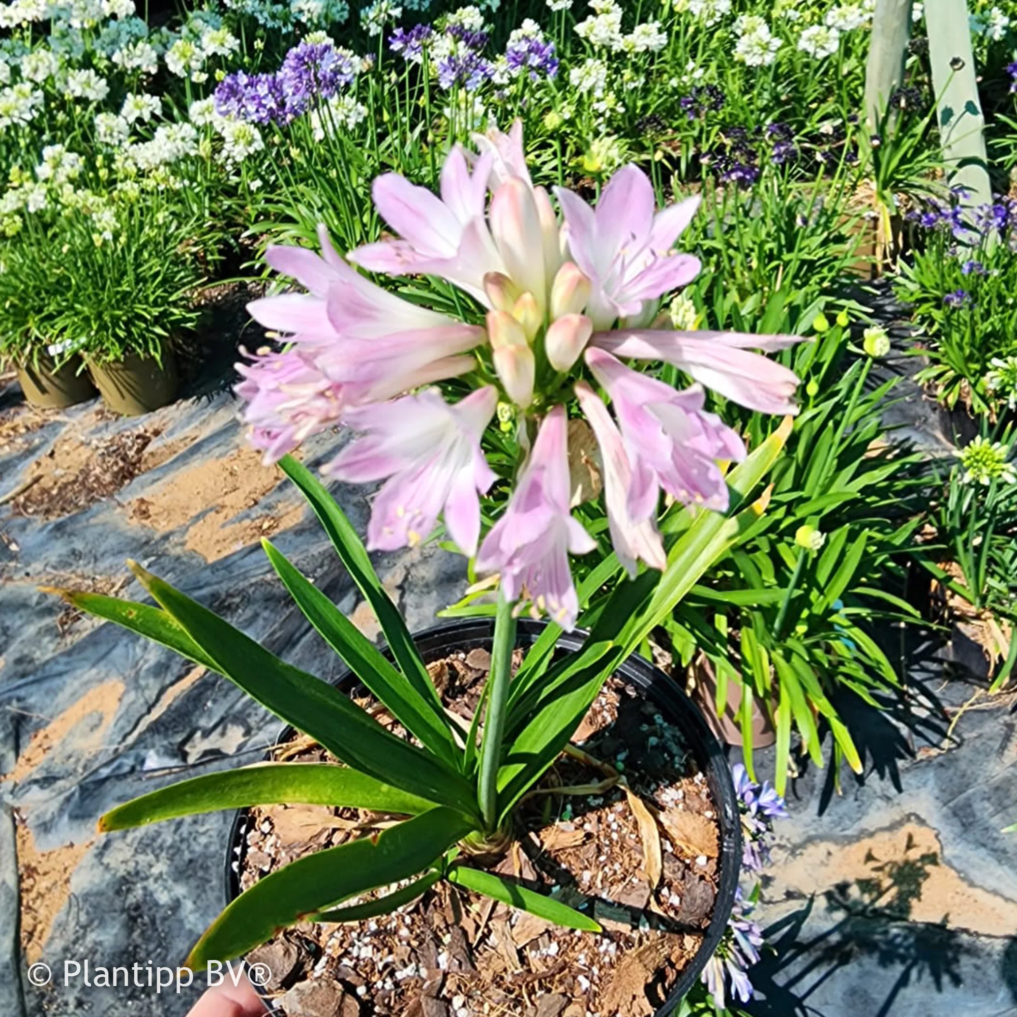 Afrikaanse lelie 'Blush Pink' - Image 2