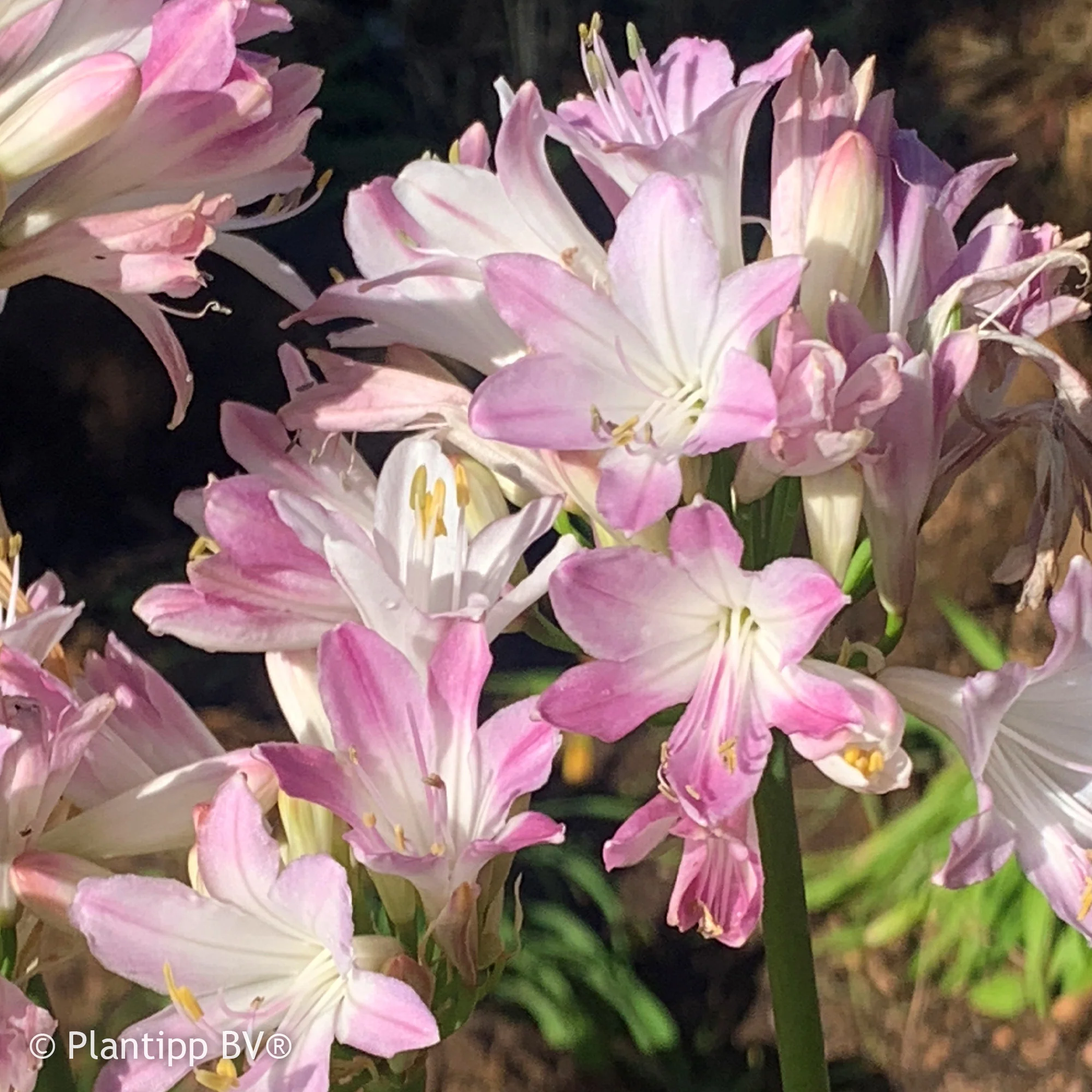 Afrikaanse lelie 'Blush Pink' - Image 3