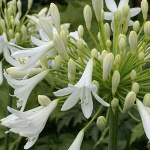 Afrikaanse lelie Headbourne White